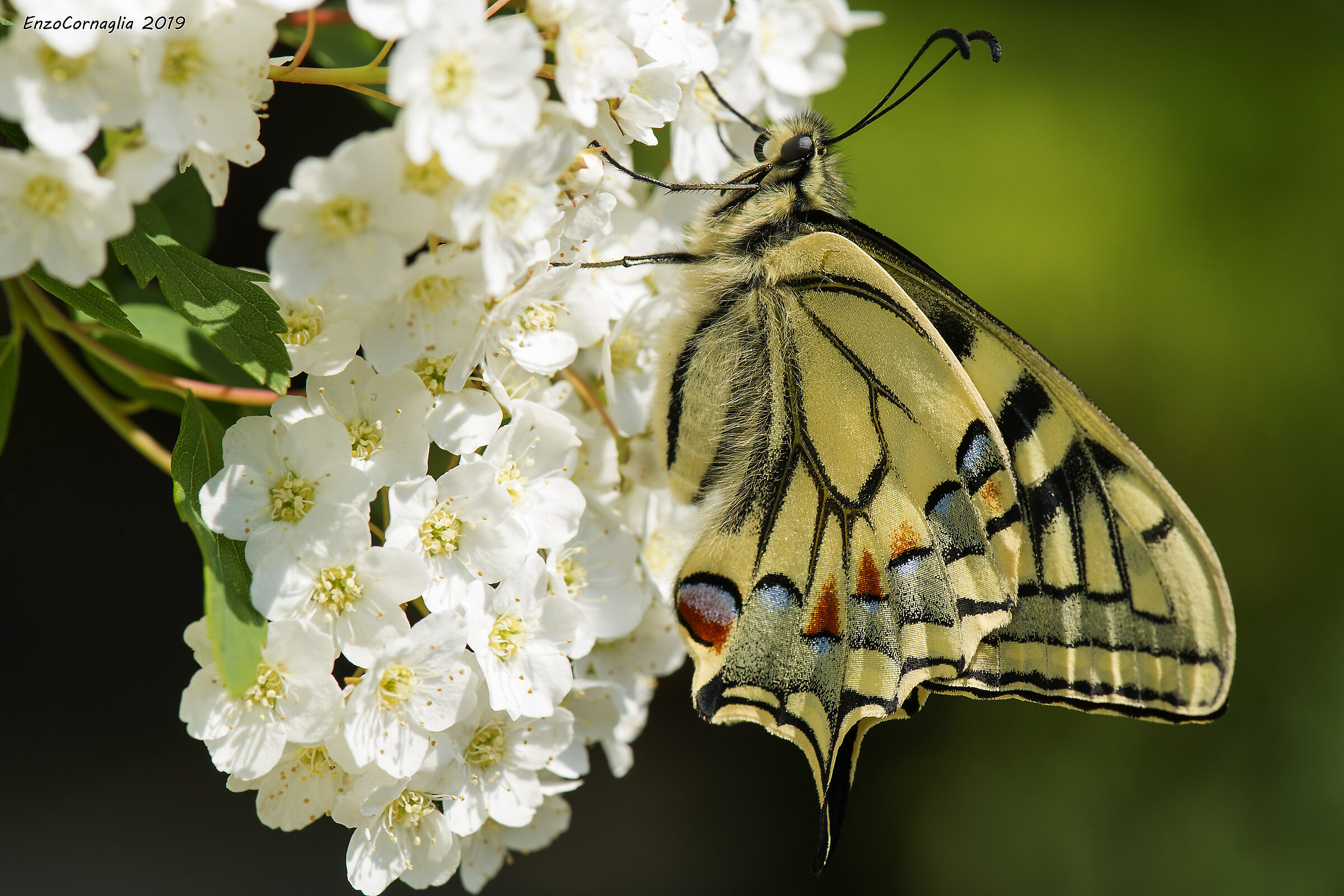 Papilio machaon