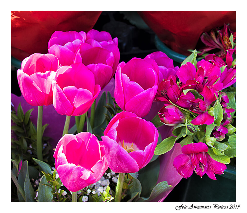 The Flowers of my house