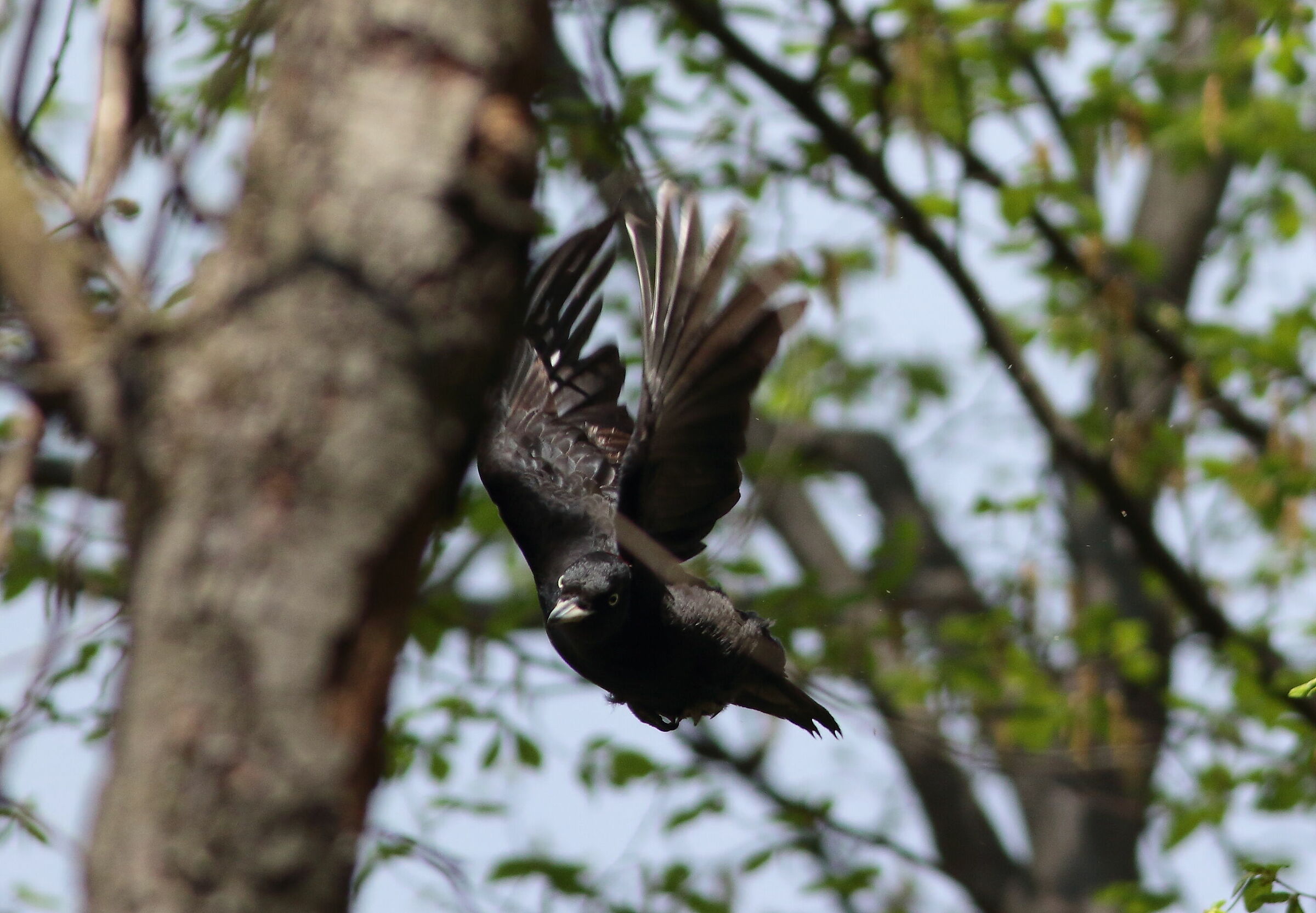 Female Black Woodpeckers