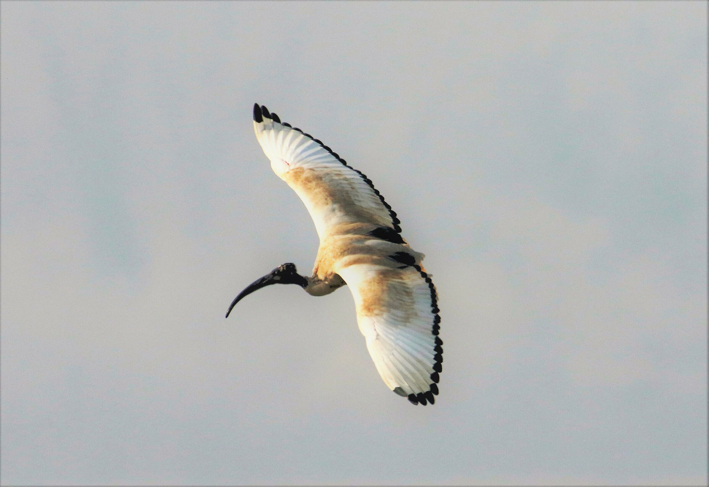 Mi sono fatto le meches