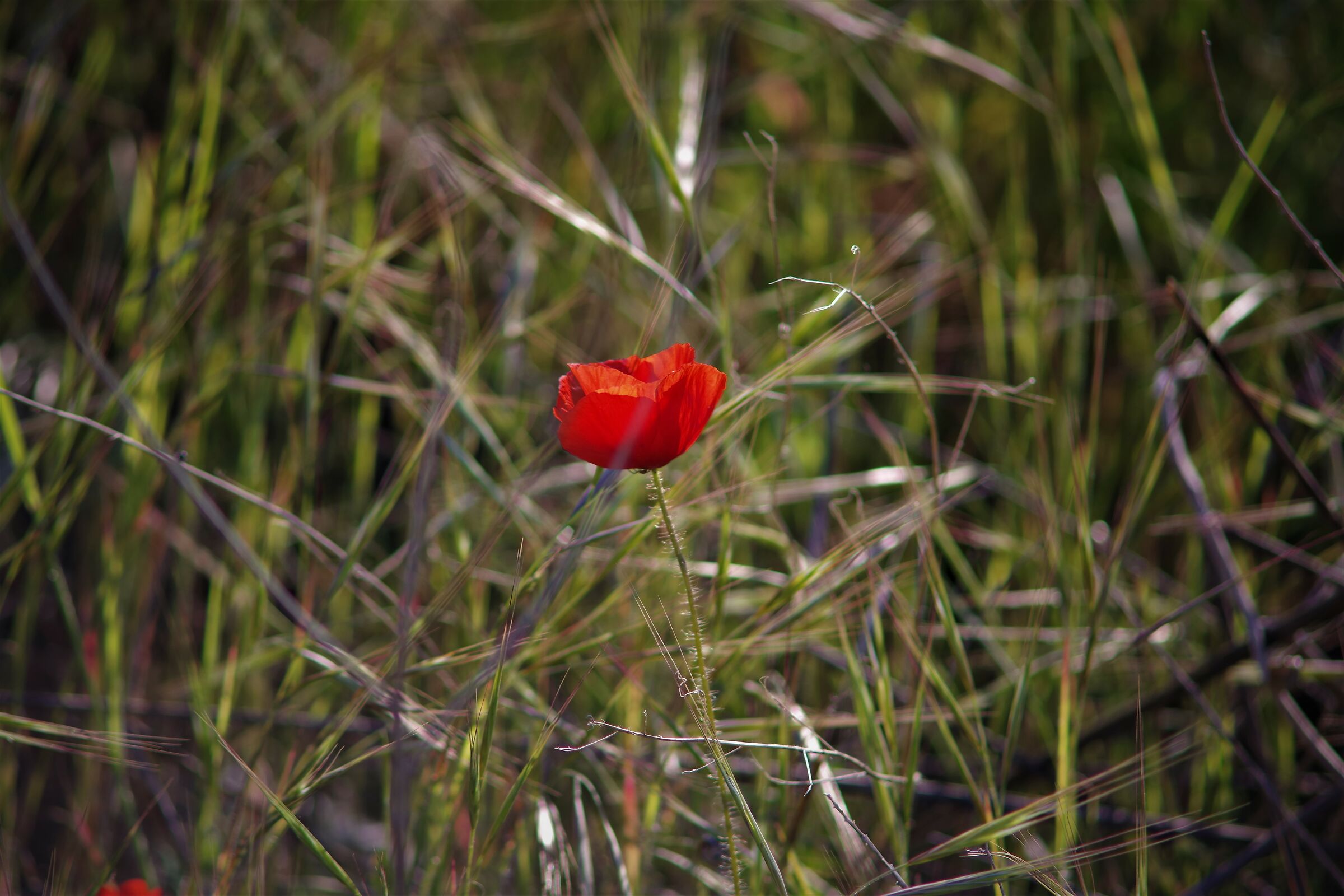 A poppy
