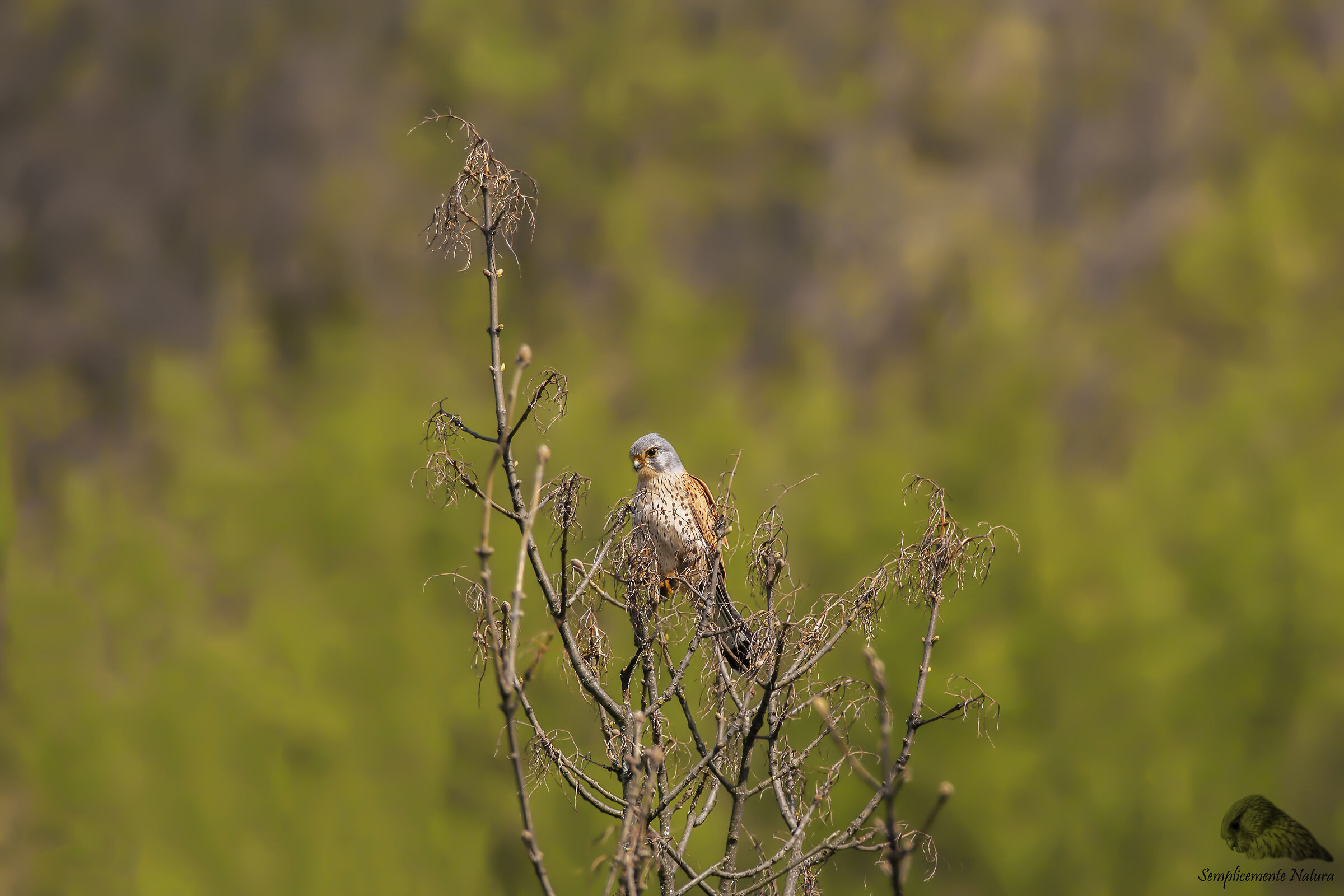 Kestrel (Falco tinnunculus)