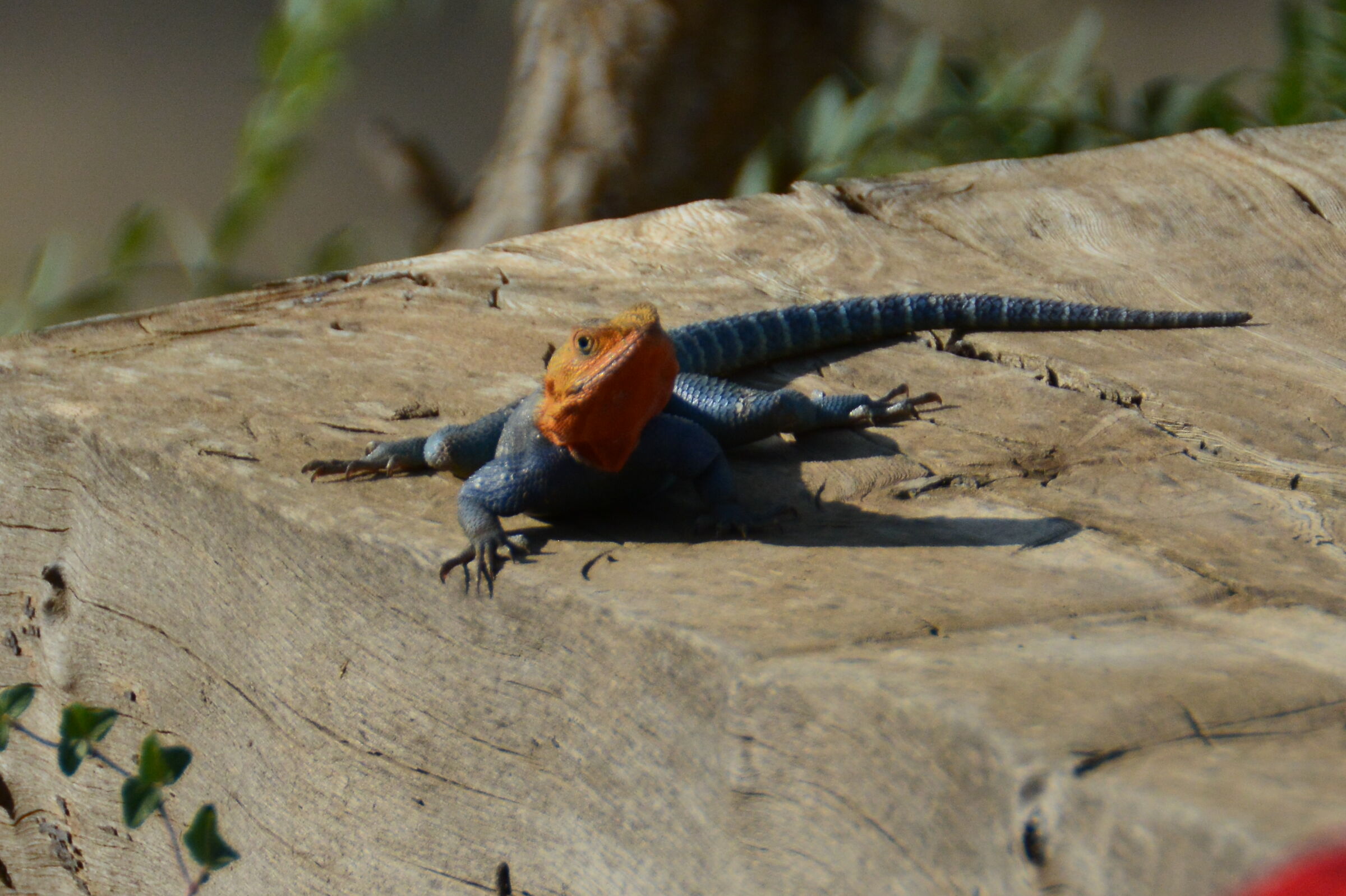 Common Agama