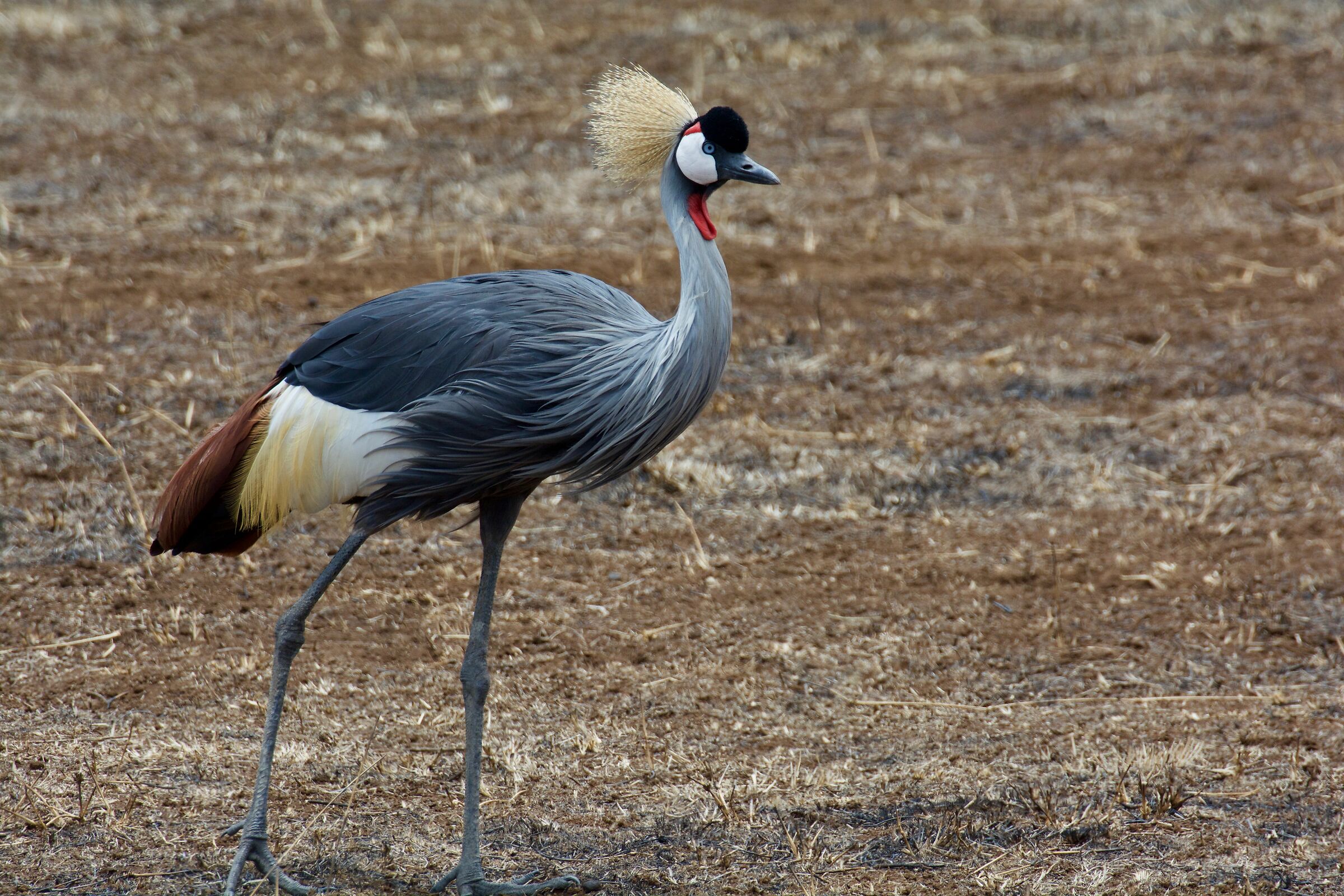 Crowned Crane