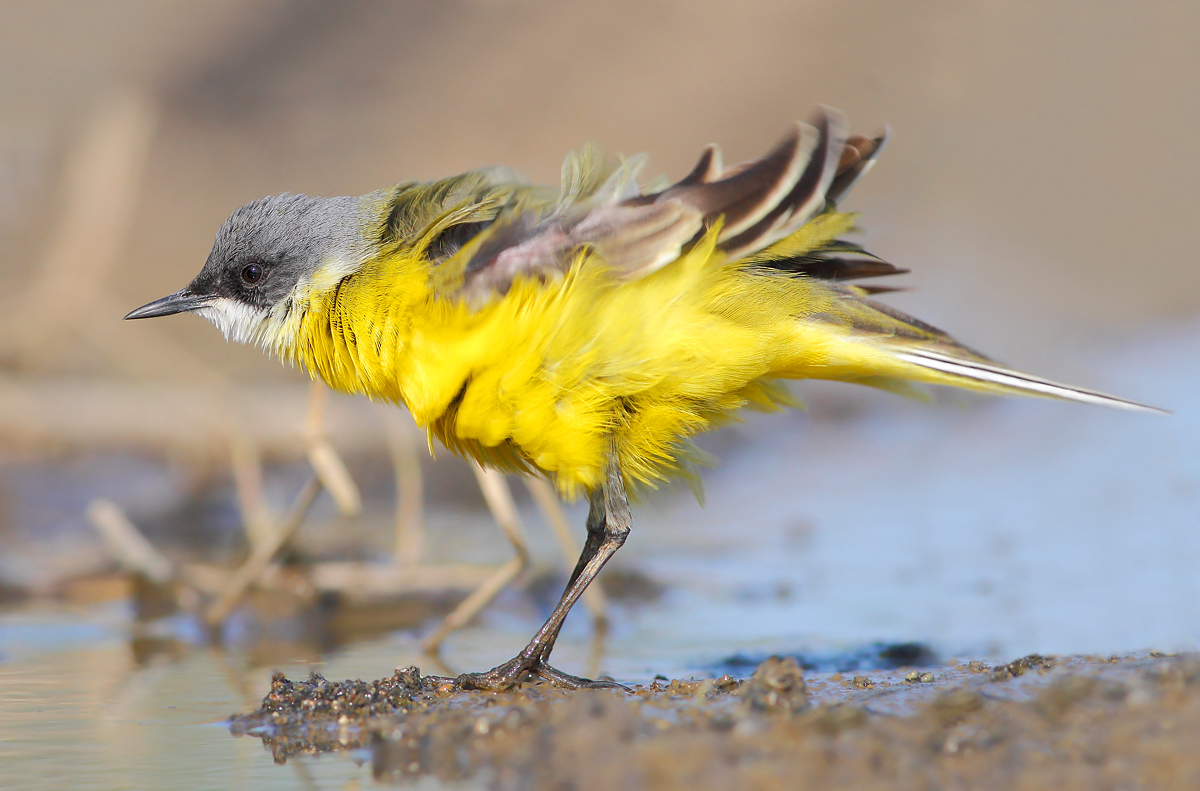 Yellow Wagtail