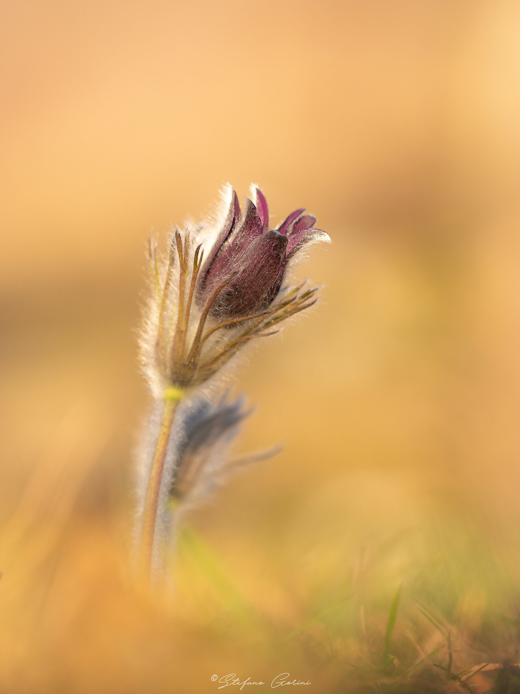 Pulsatilla montana al tramonto