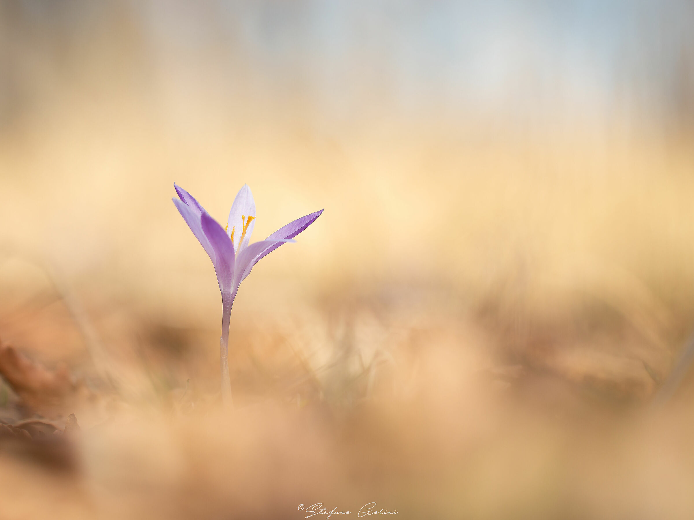 Crocus