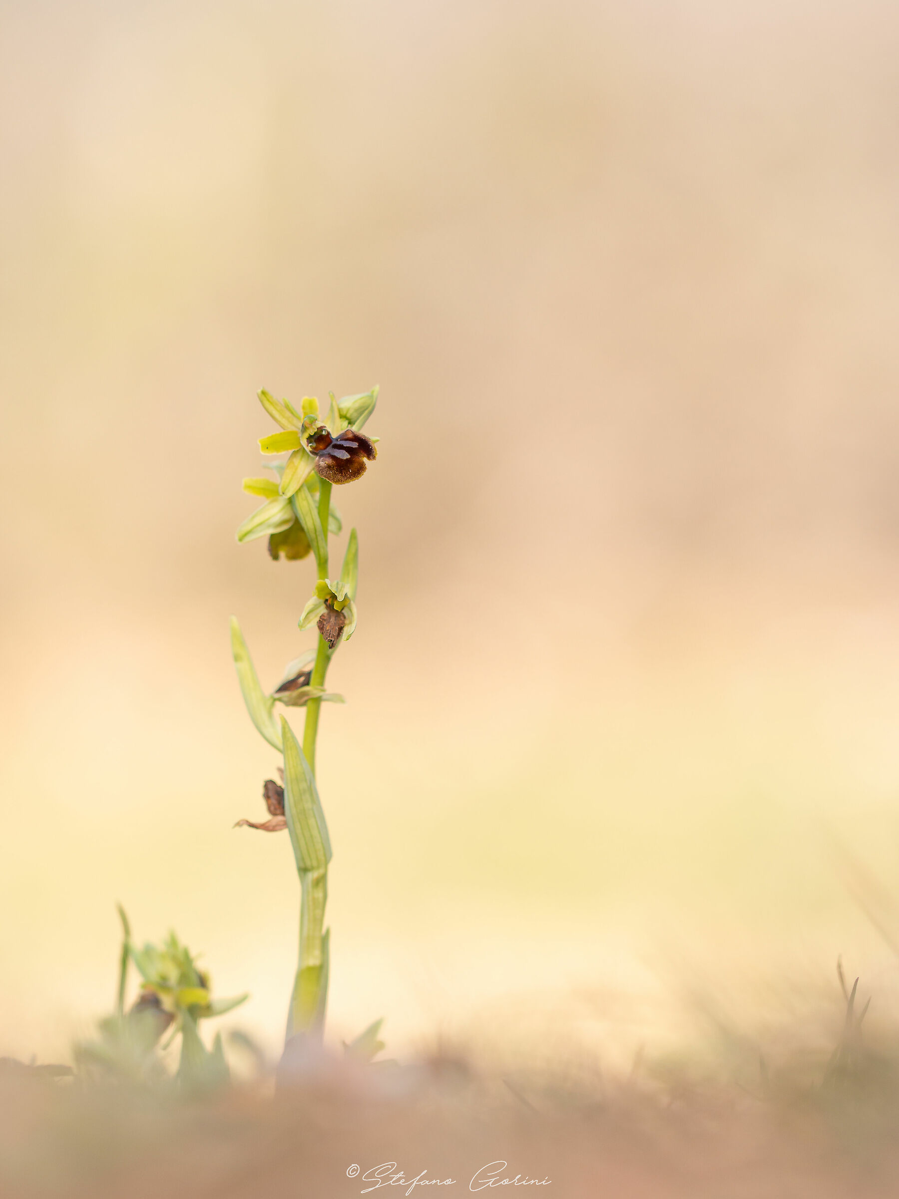 Ophrys sphegodes