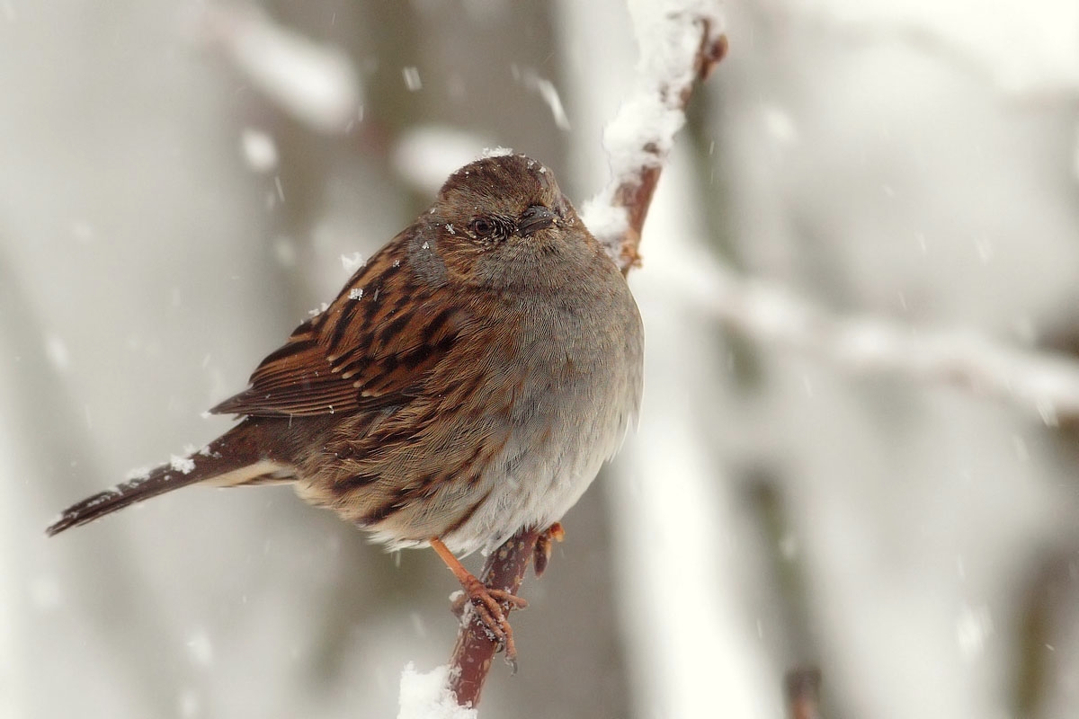 Dunnock in the snow