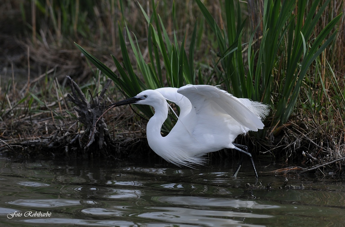 Garzetta...nuziale...