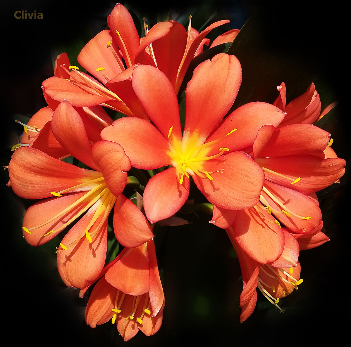 Clivia_Pasqua_2019