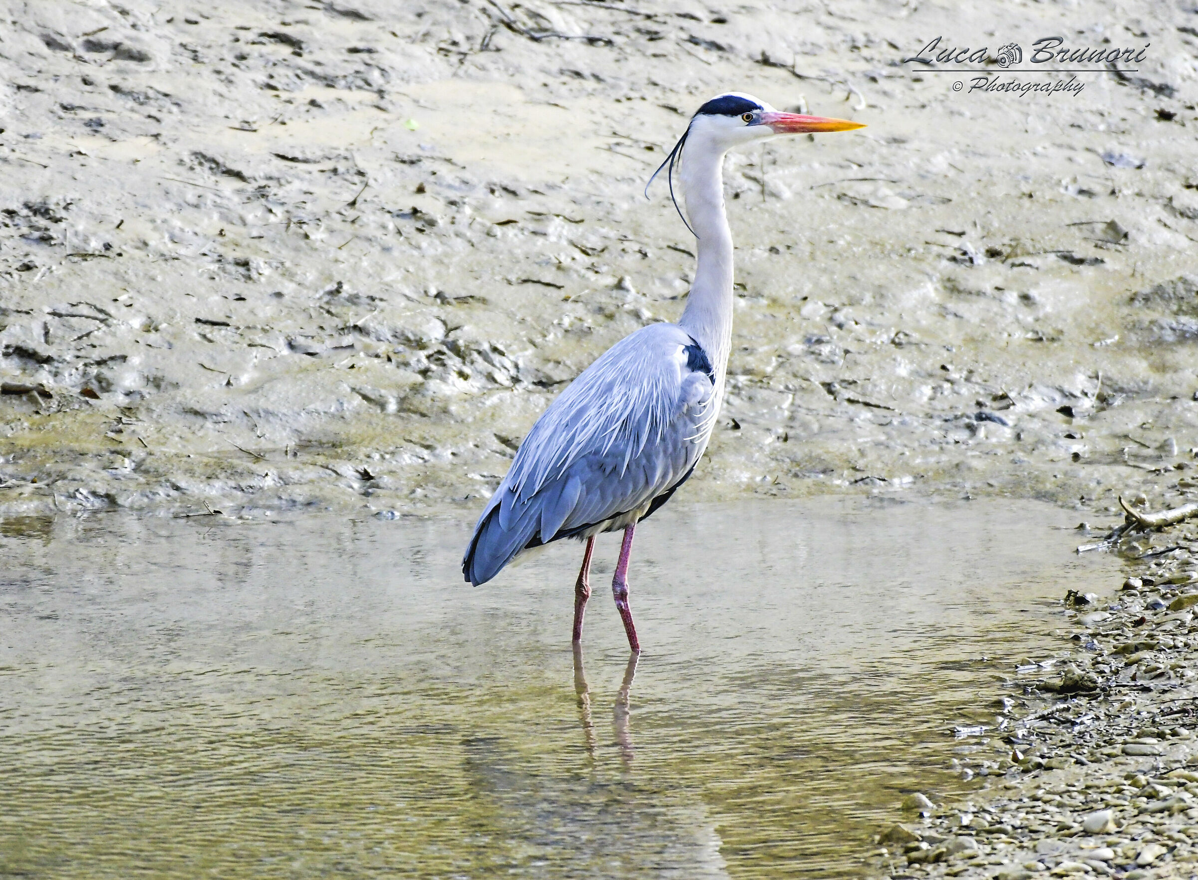 Grey Heron