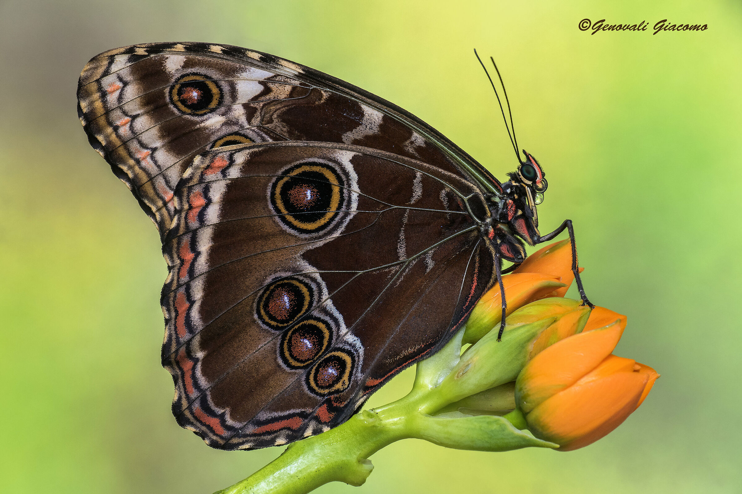 la possente blue morpho