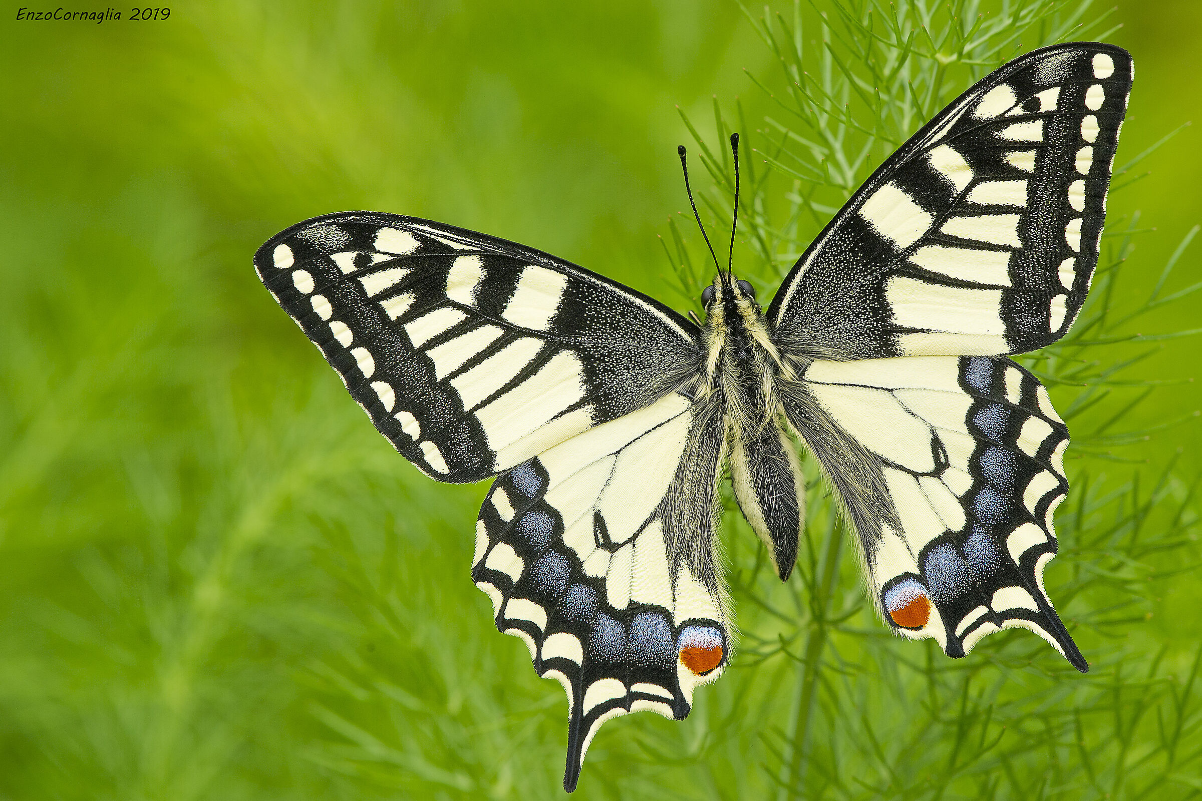 Papilio machaon