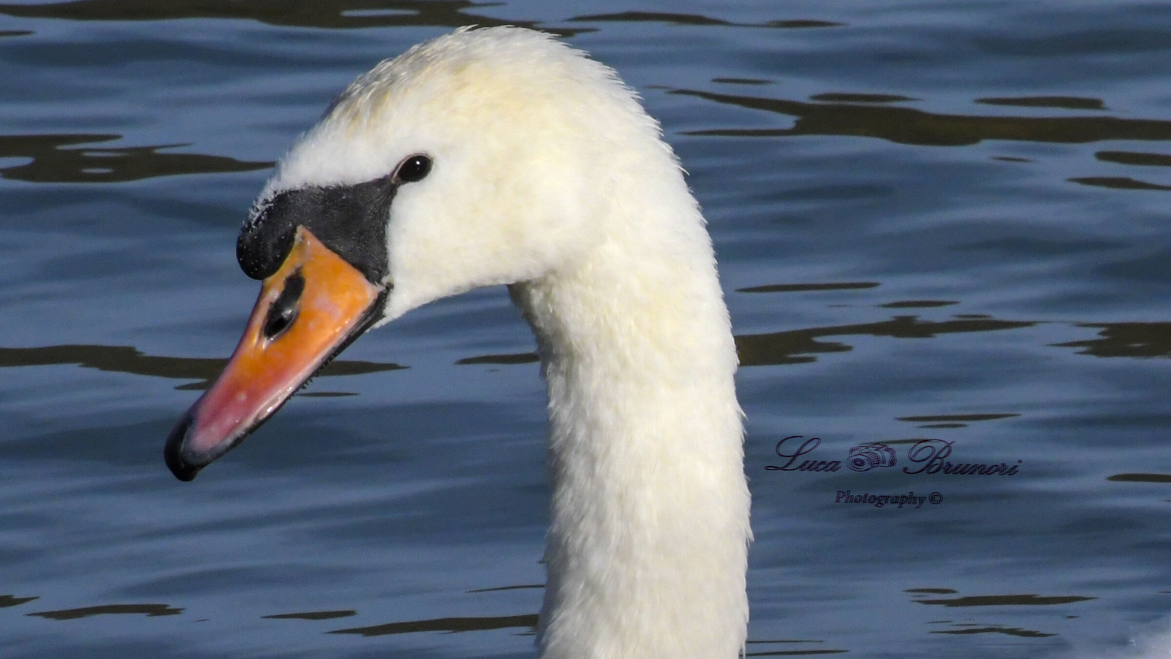 Swan