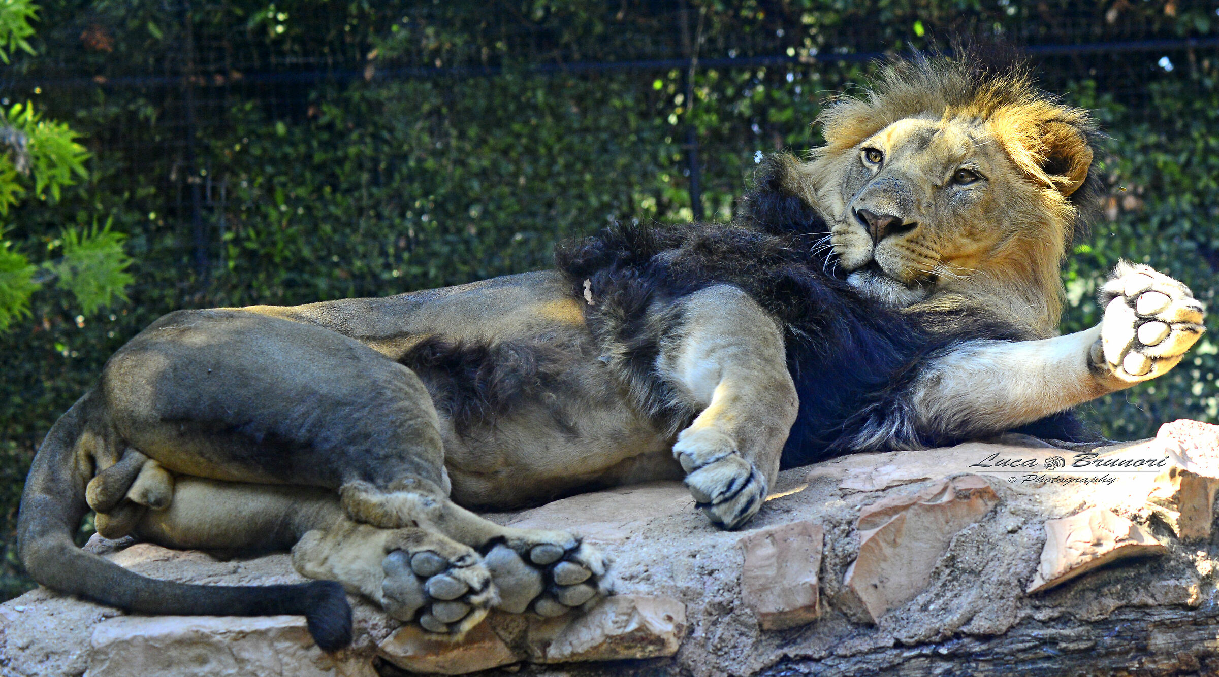 Lion Relax