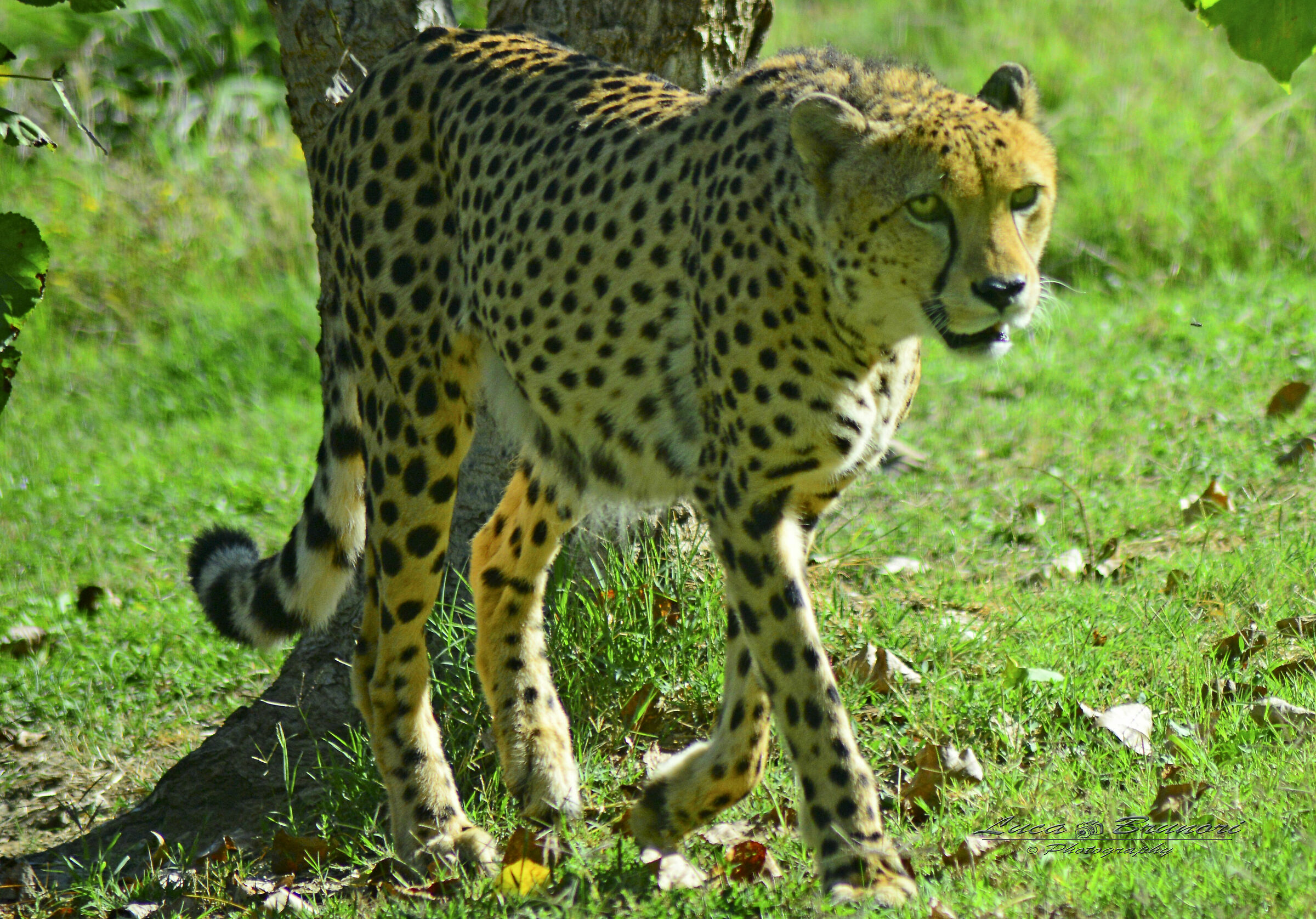 Cheetah