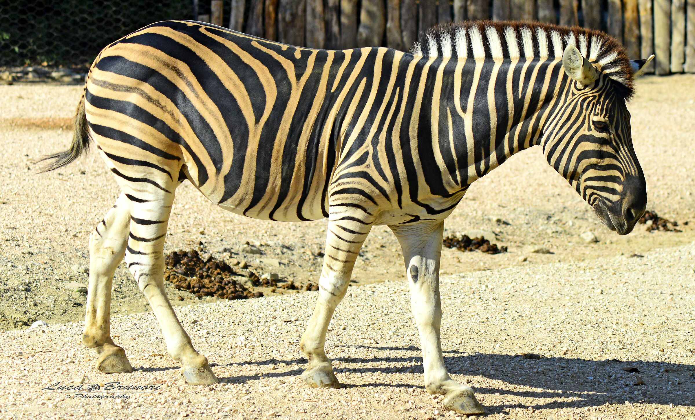 Zebra