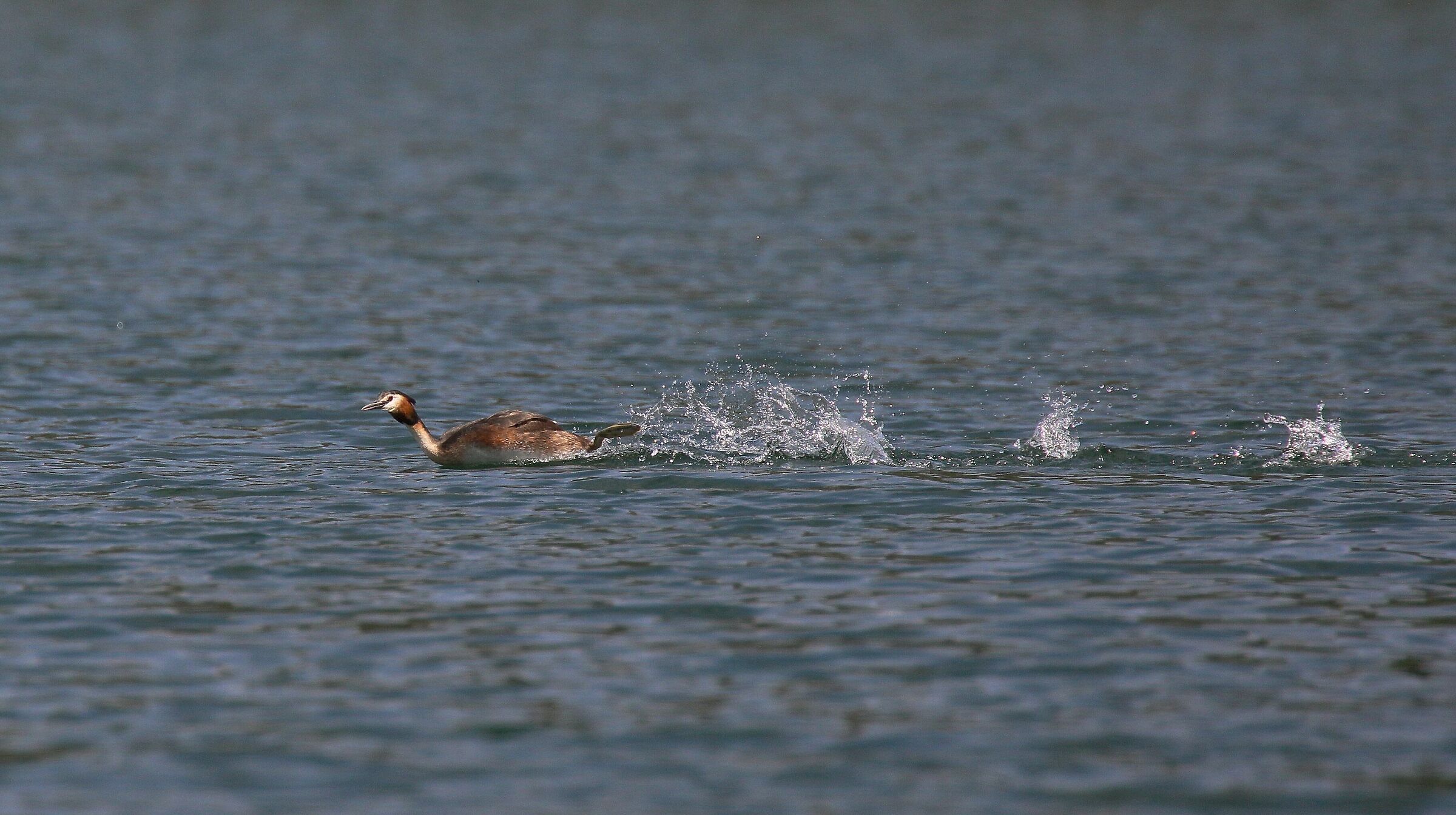 Grebe Spalsh!!