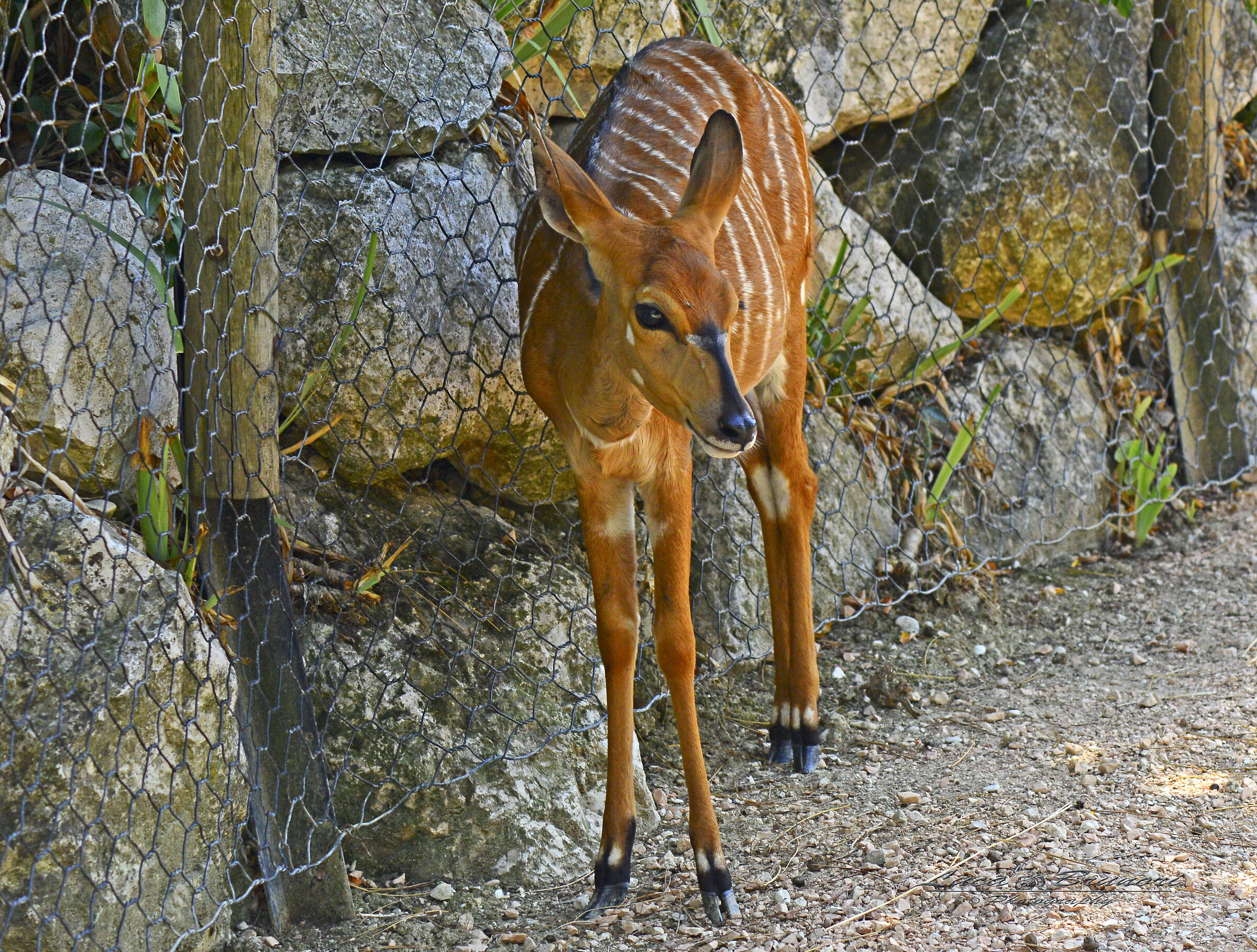Nyala