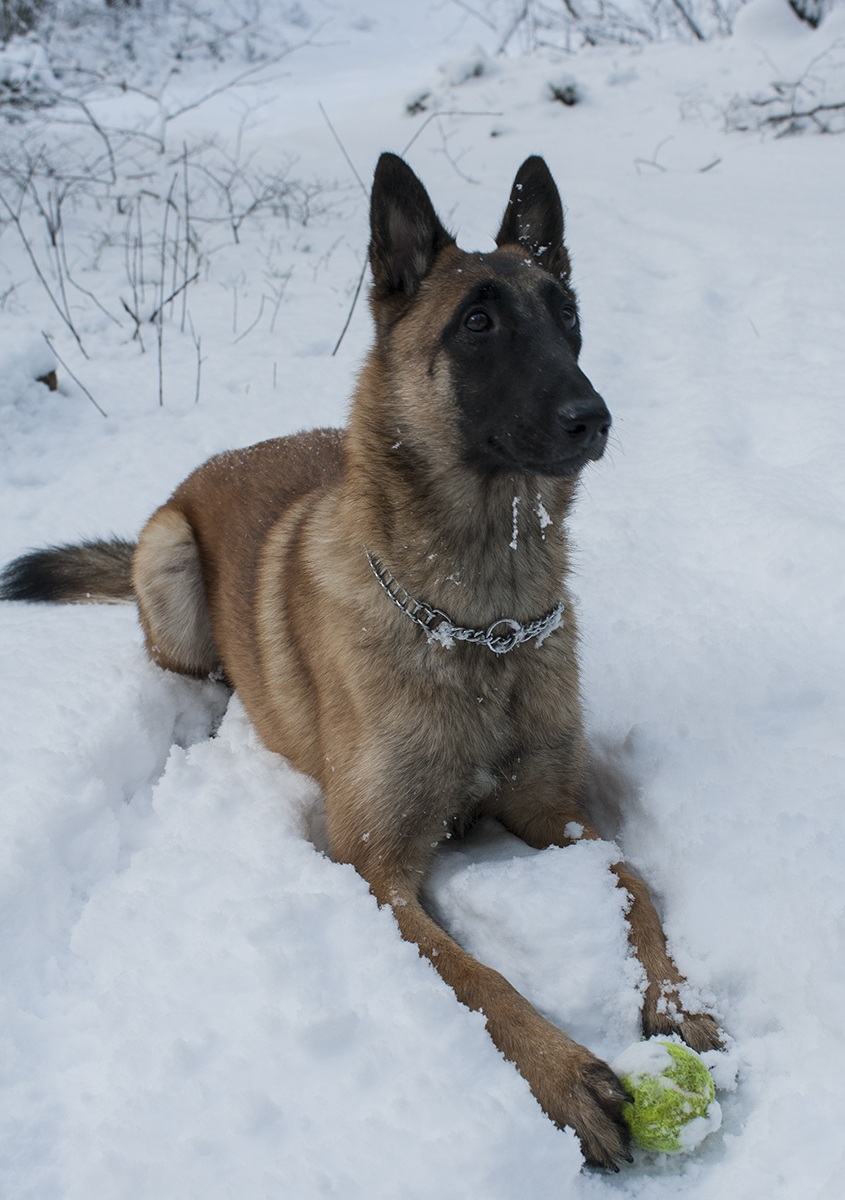 malinois