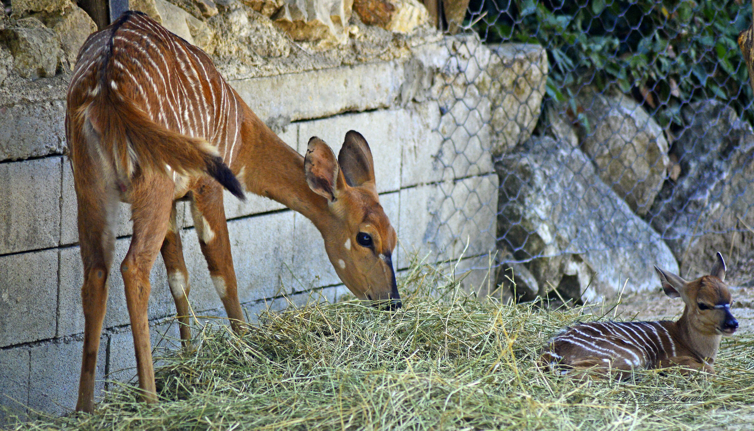 Nyala