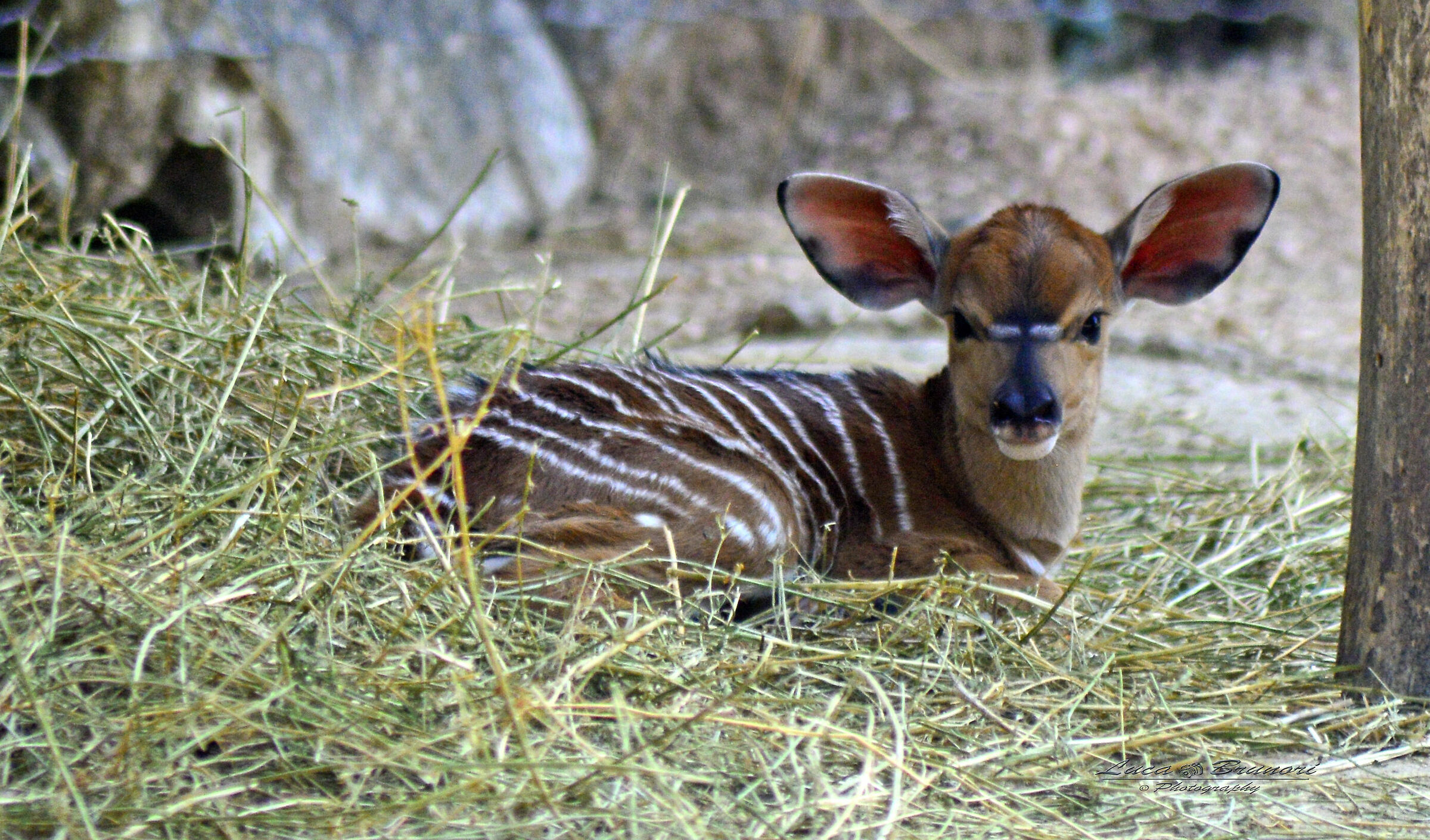 Nyala Little Newborn