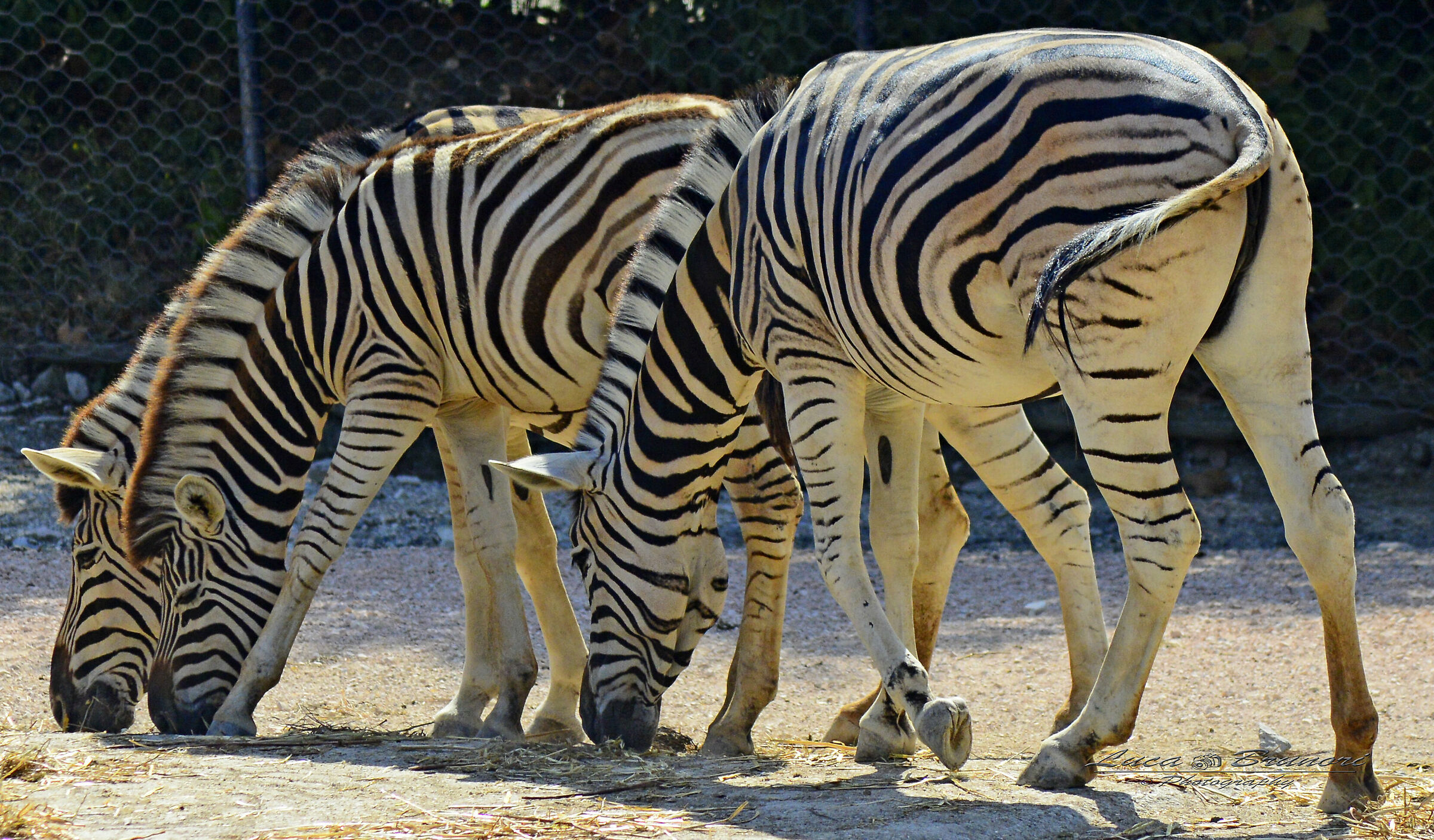 Zebras