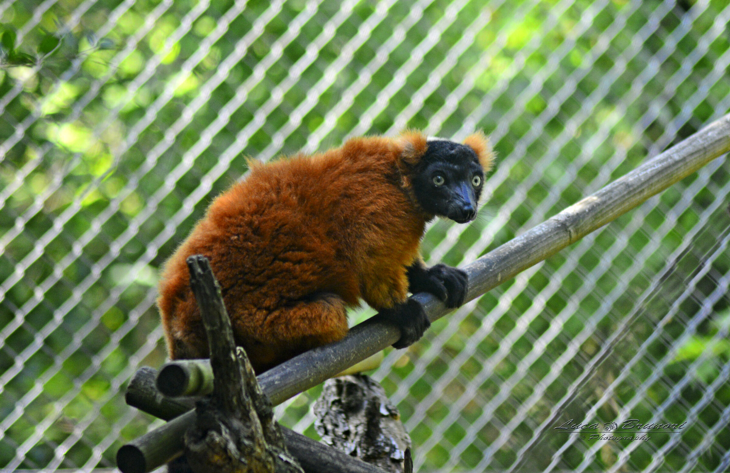 Red Lemur
