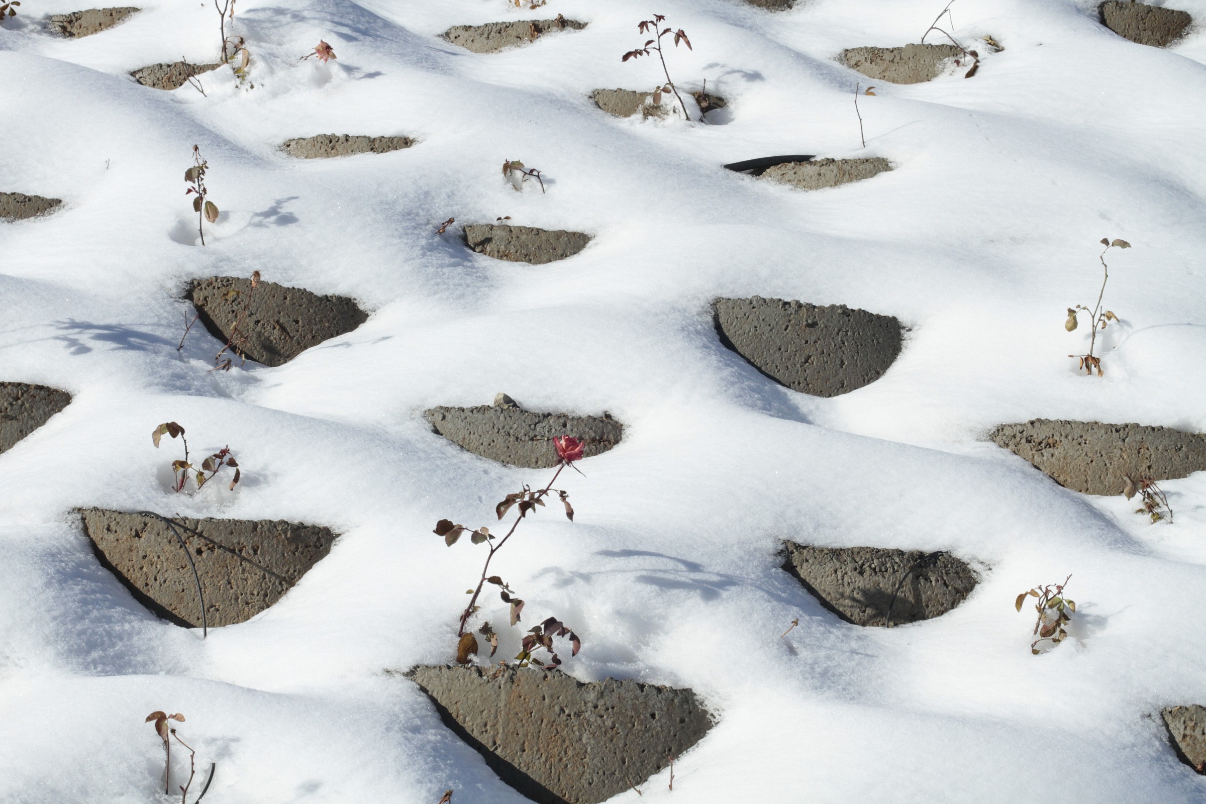 Sotto una coltre di neve