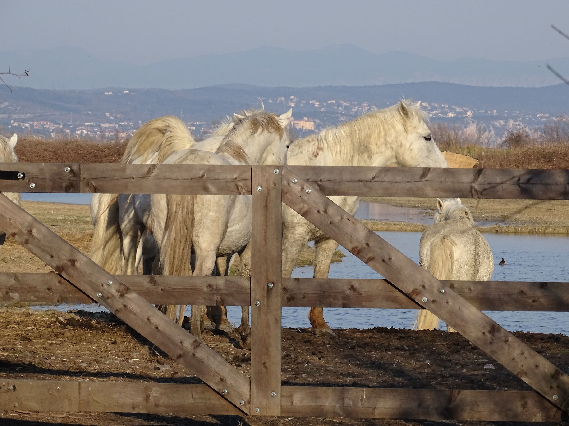 Cavalli al pascolo all'isola della Cona