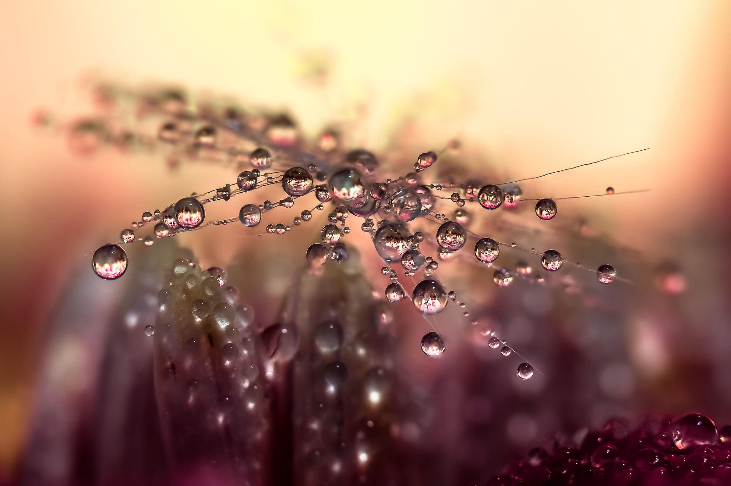 Drops and Flowers Reflections Mario Nicorelli