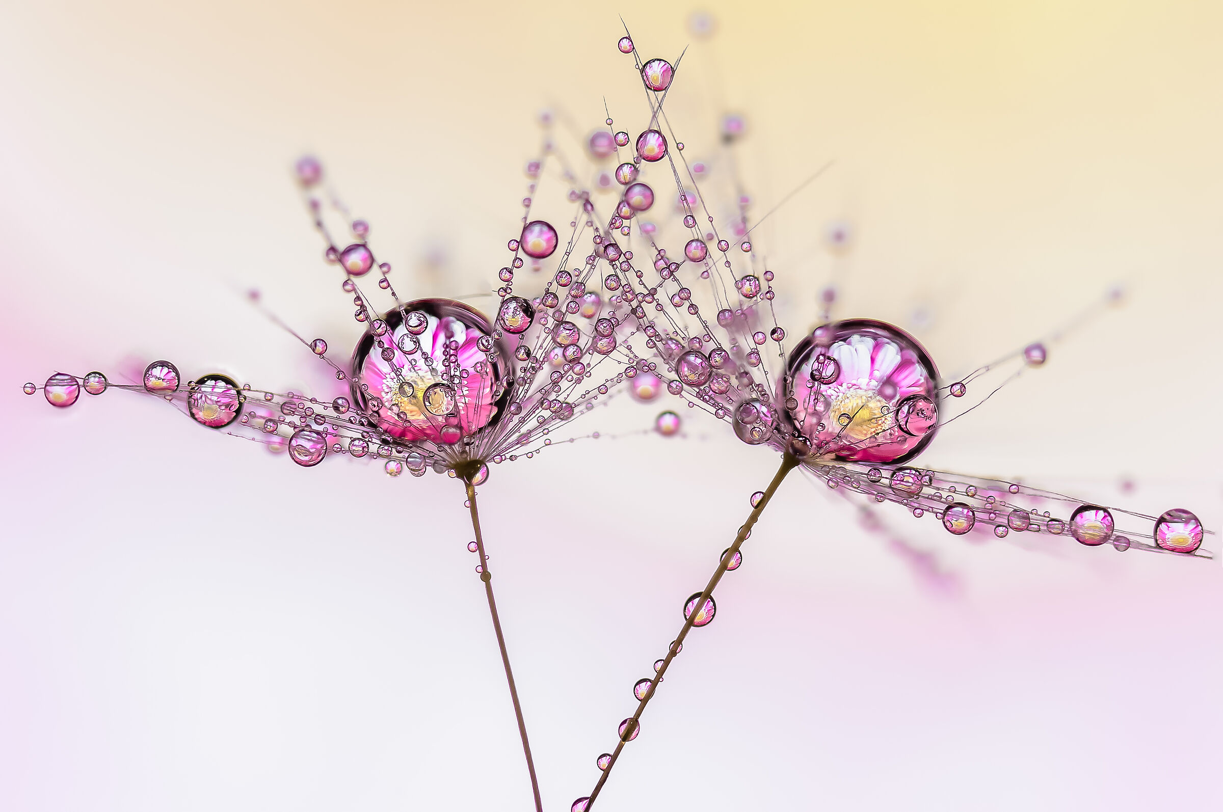 Drops e Flowers Gocce e Fiori Riflessi Mario Nicorelli