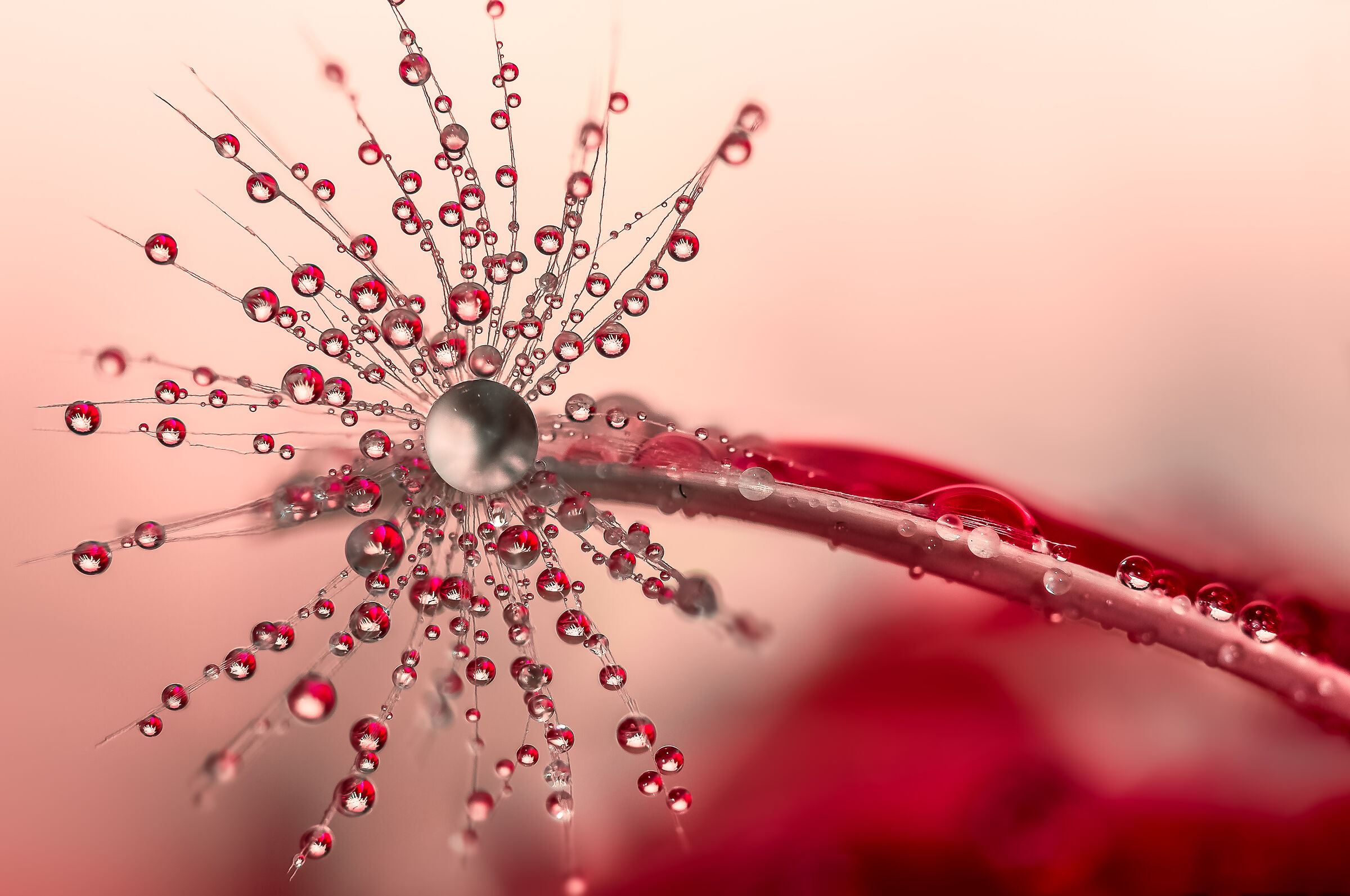 Drops e Flowers Gocce e Fiori Riflessi Mario Nicorelli