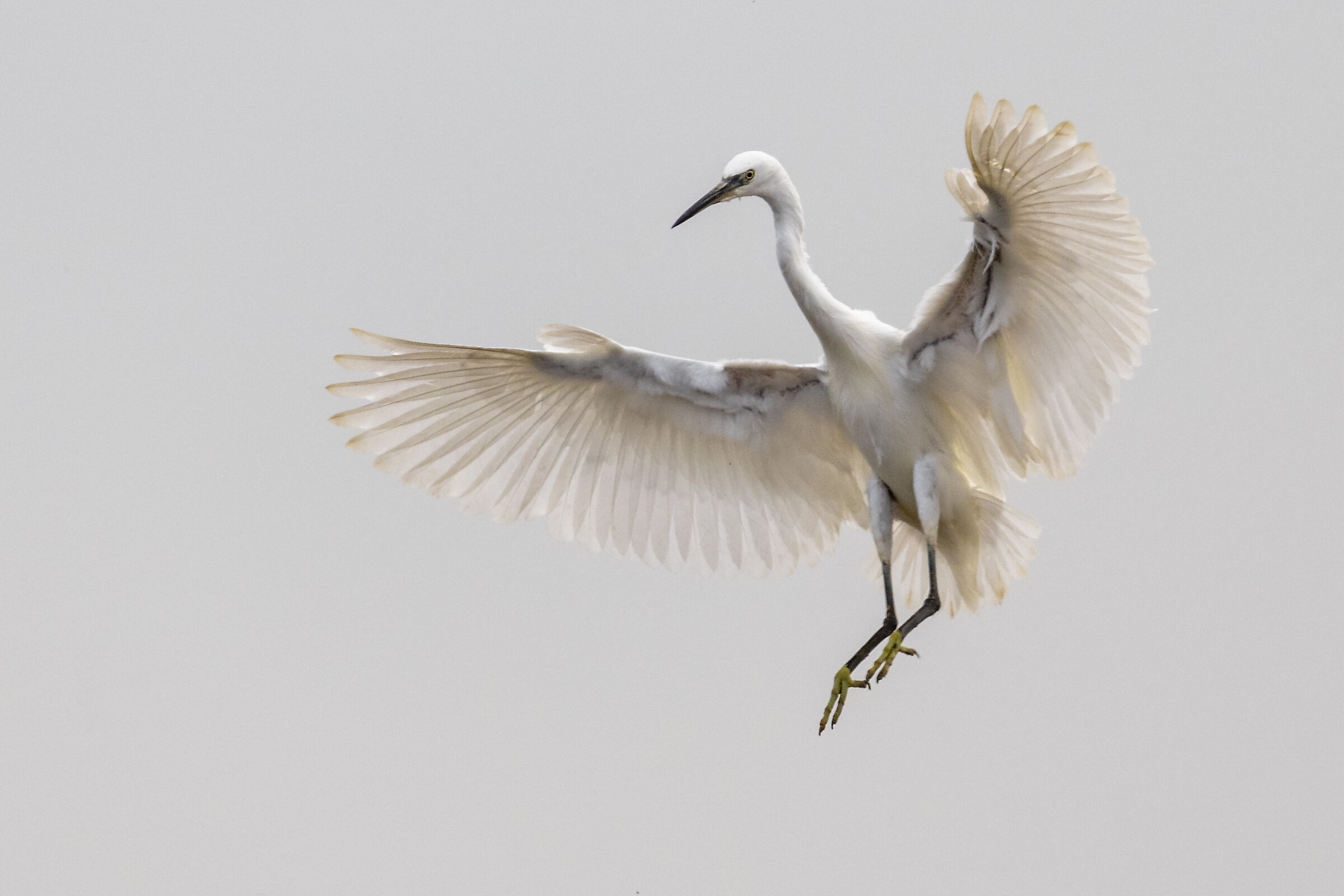 Egret