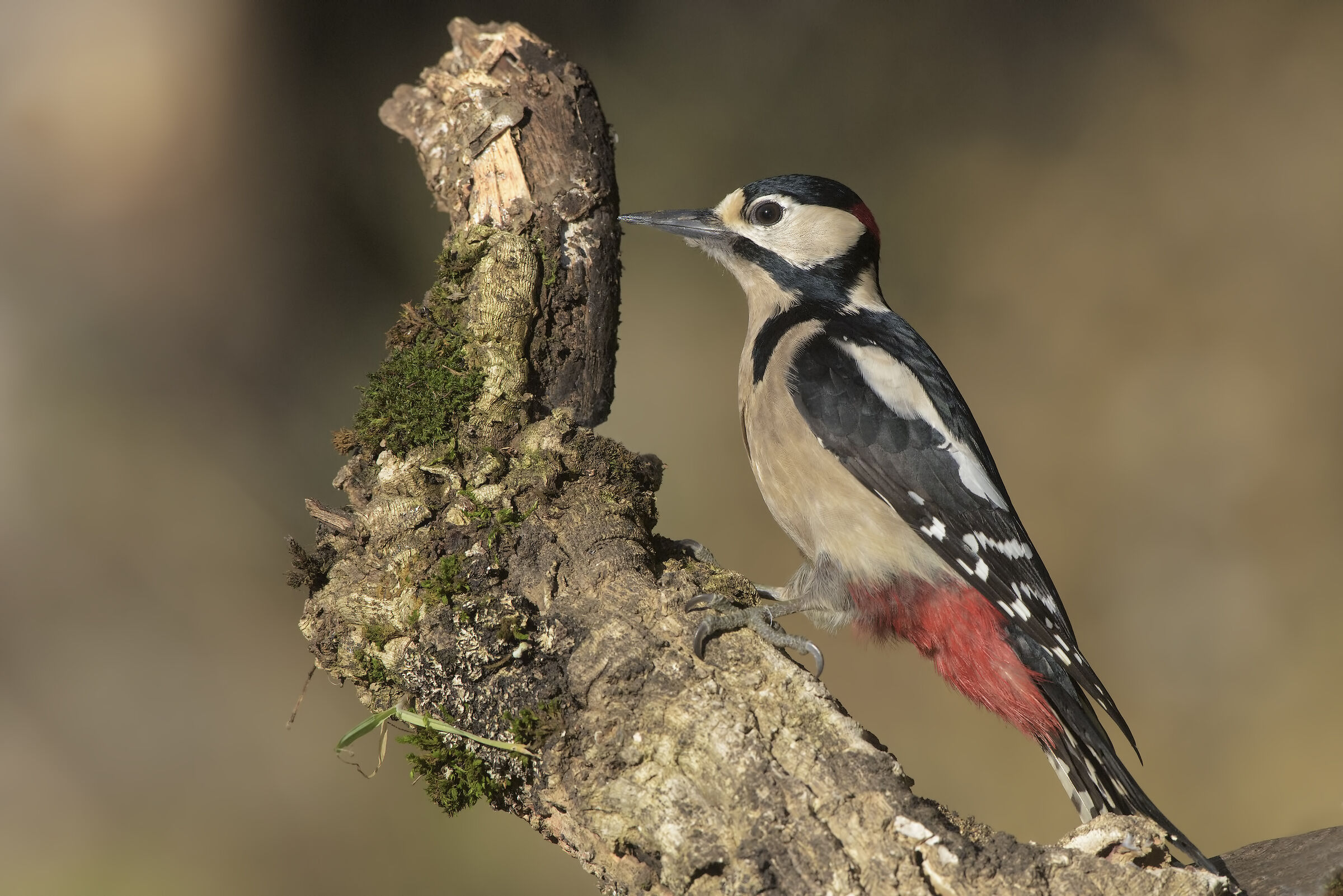 Male of greater Sardinian red woodpeckers