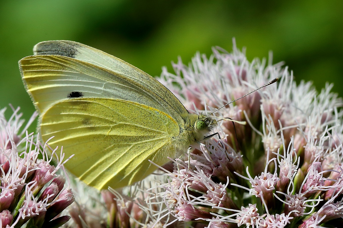 Piccolo Bianco (Pieris rapae)