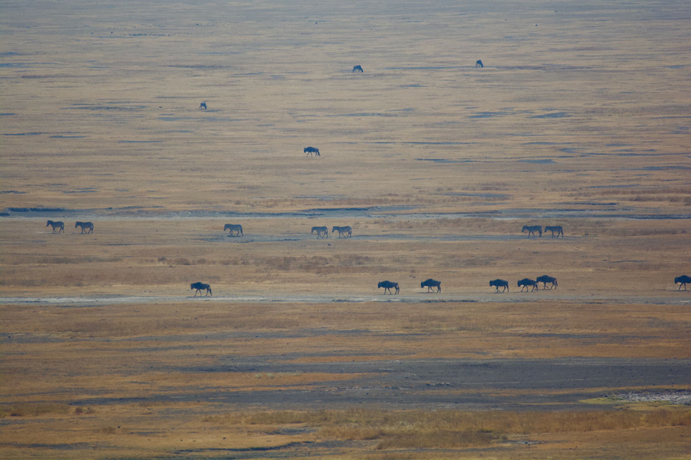 Vastness of Ngongoro crater