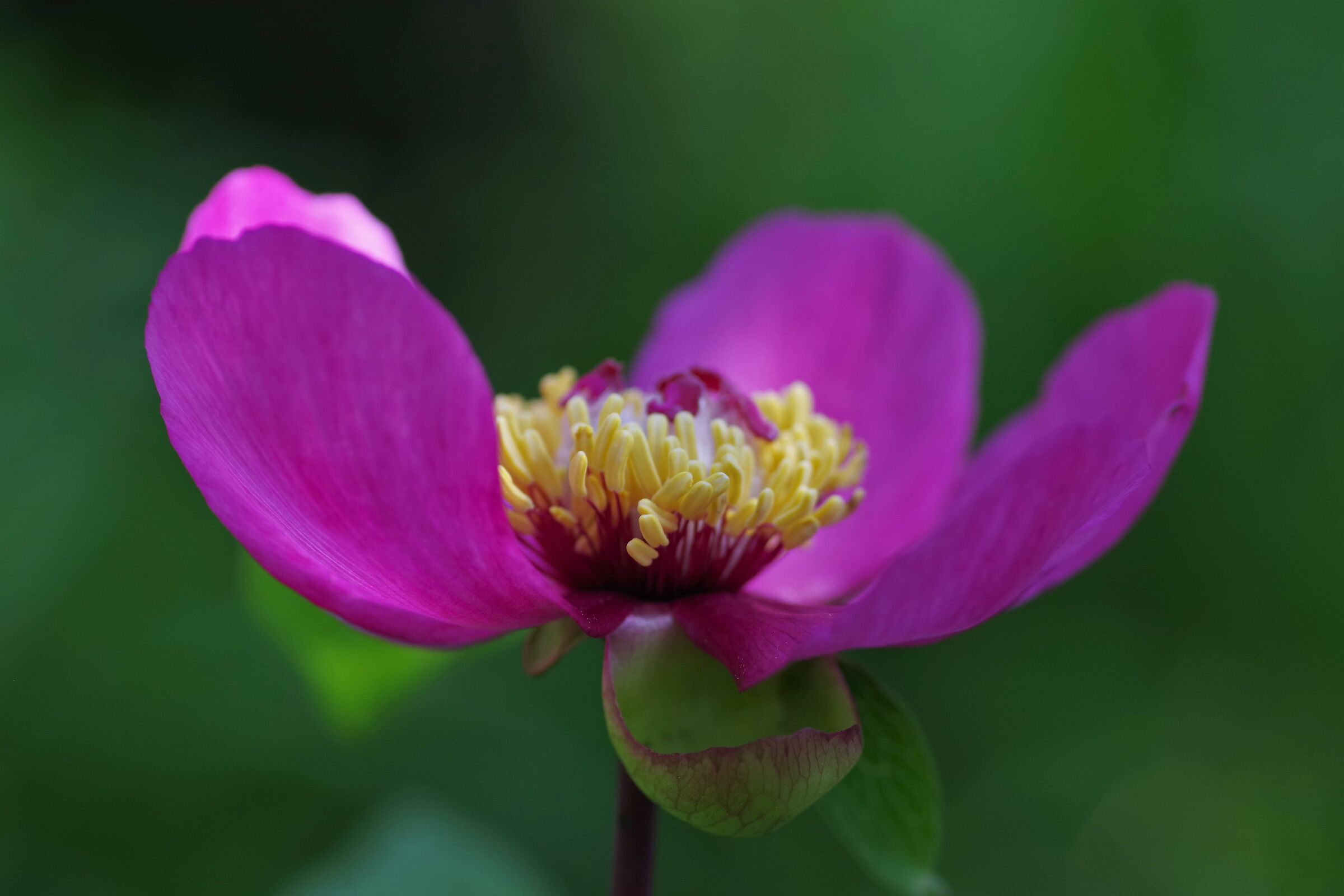 peonia selvatica
