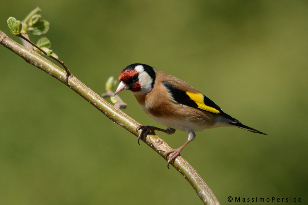 Goldfinch