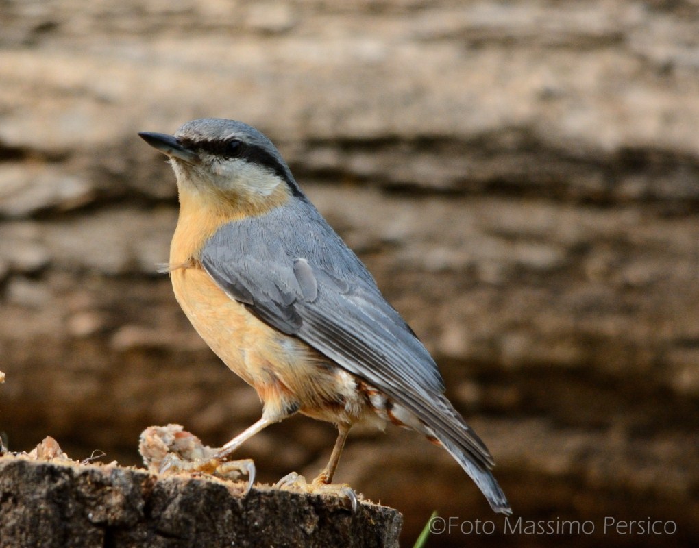 Nuthatch