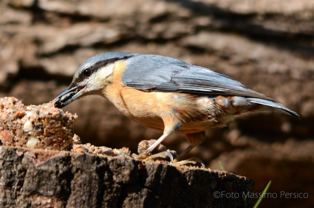 Nuthatch