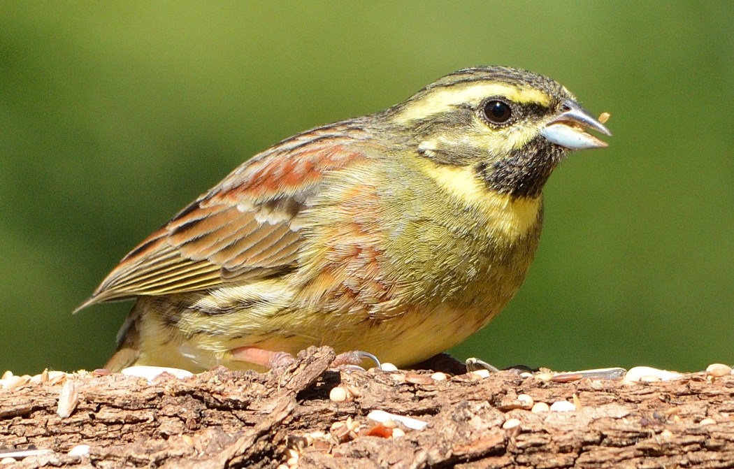 Black Yellowhammer