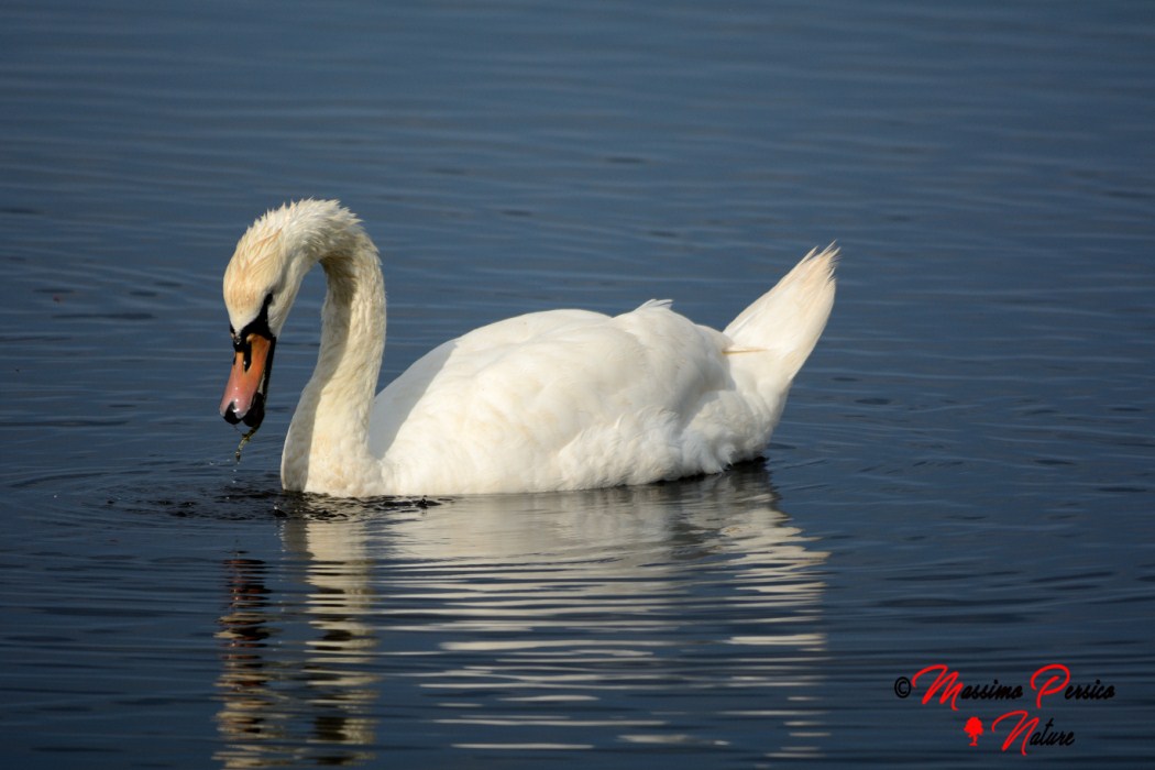 White Swan