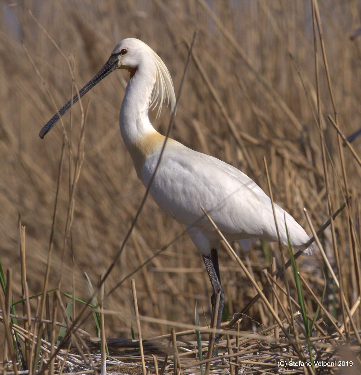Spoonbill