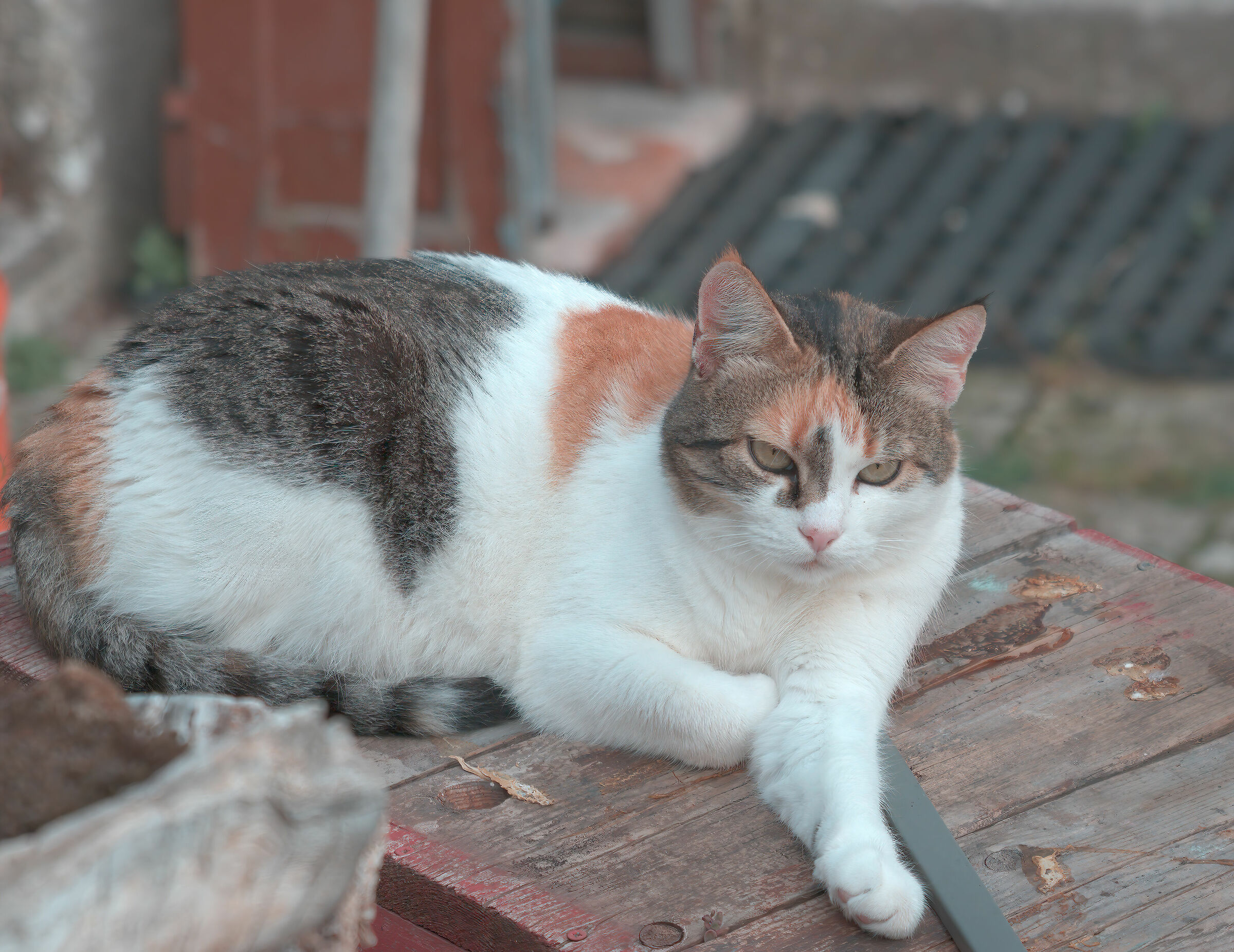 Gatto a Santo Stefano di Sessanio
