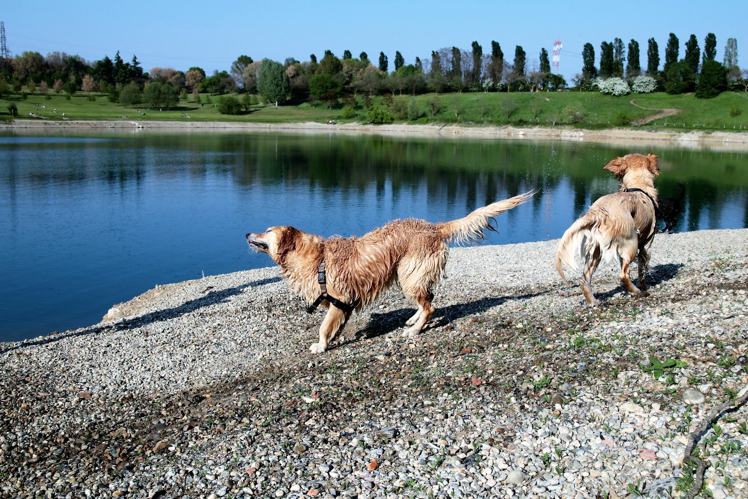 Gli inseparabili amici dopo il bagno