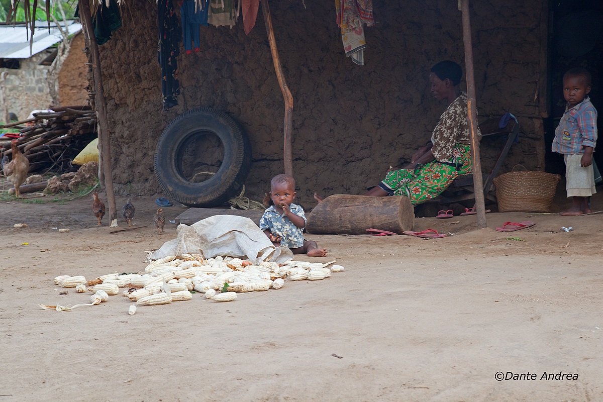 The harvest of one day