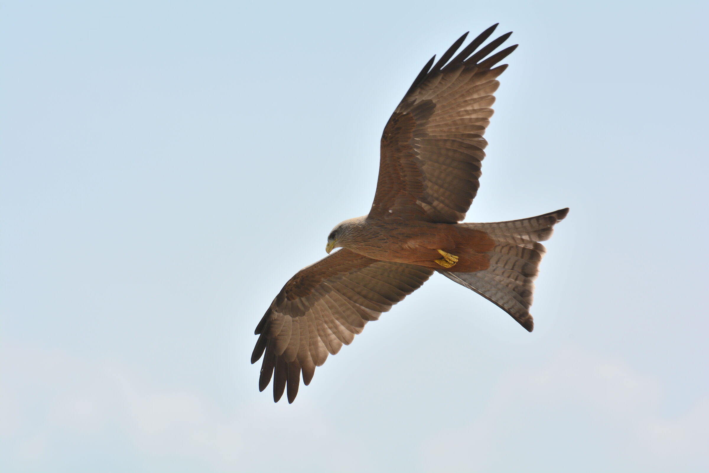 African Brown Kite
