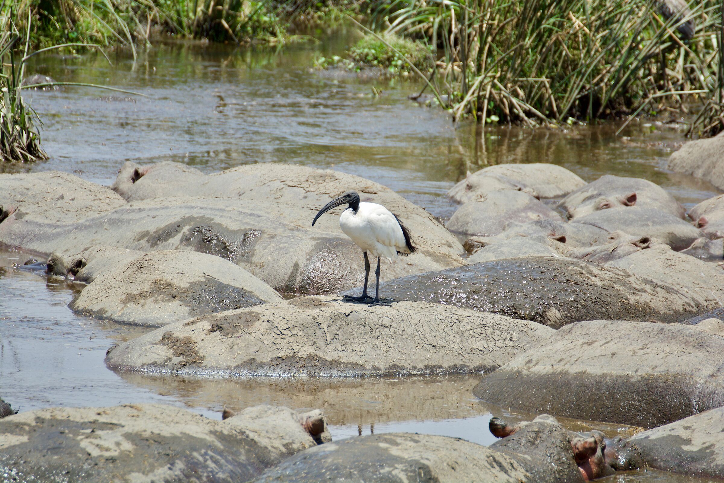 Sacred Ibis